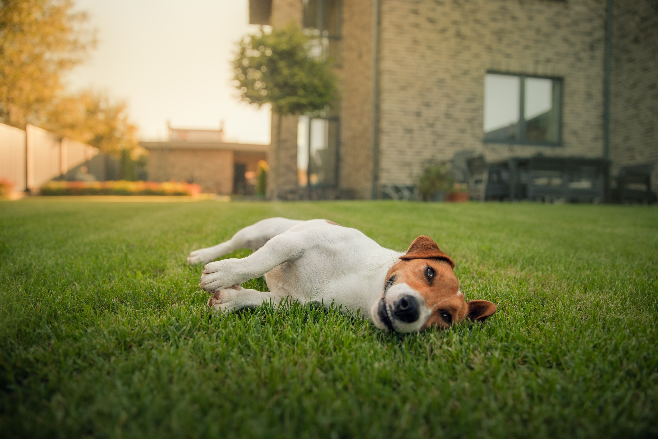 Съемки питомца. Фотограф-анималист в Москве Дорн Мелани