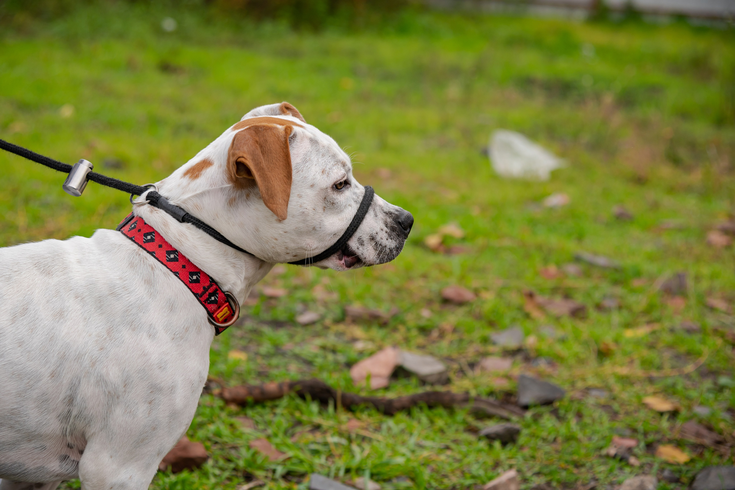 Авакадо. Фотограф Галина Нестерова