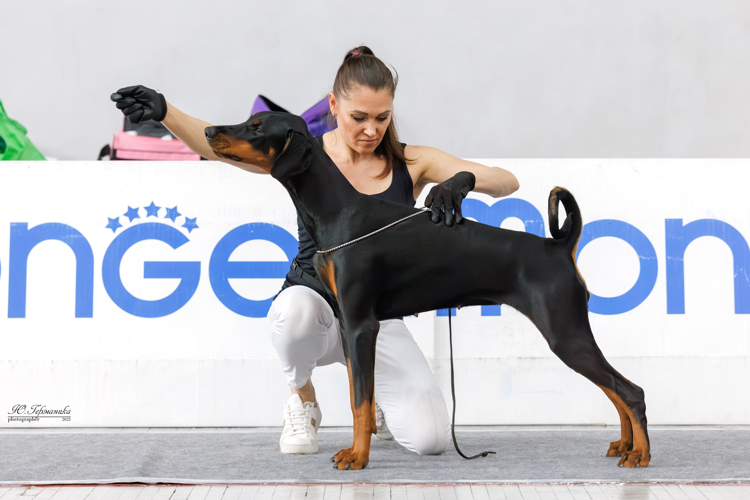 Ереван 2х CACIB 29-30.04.2025. Фотограф-анималист Юлия Германика