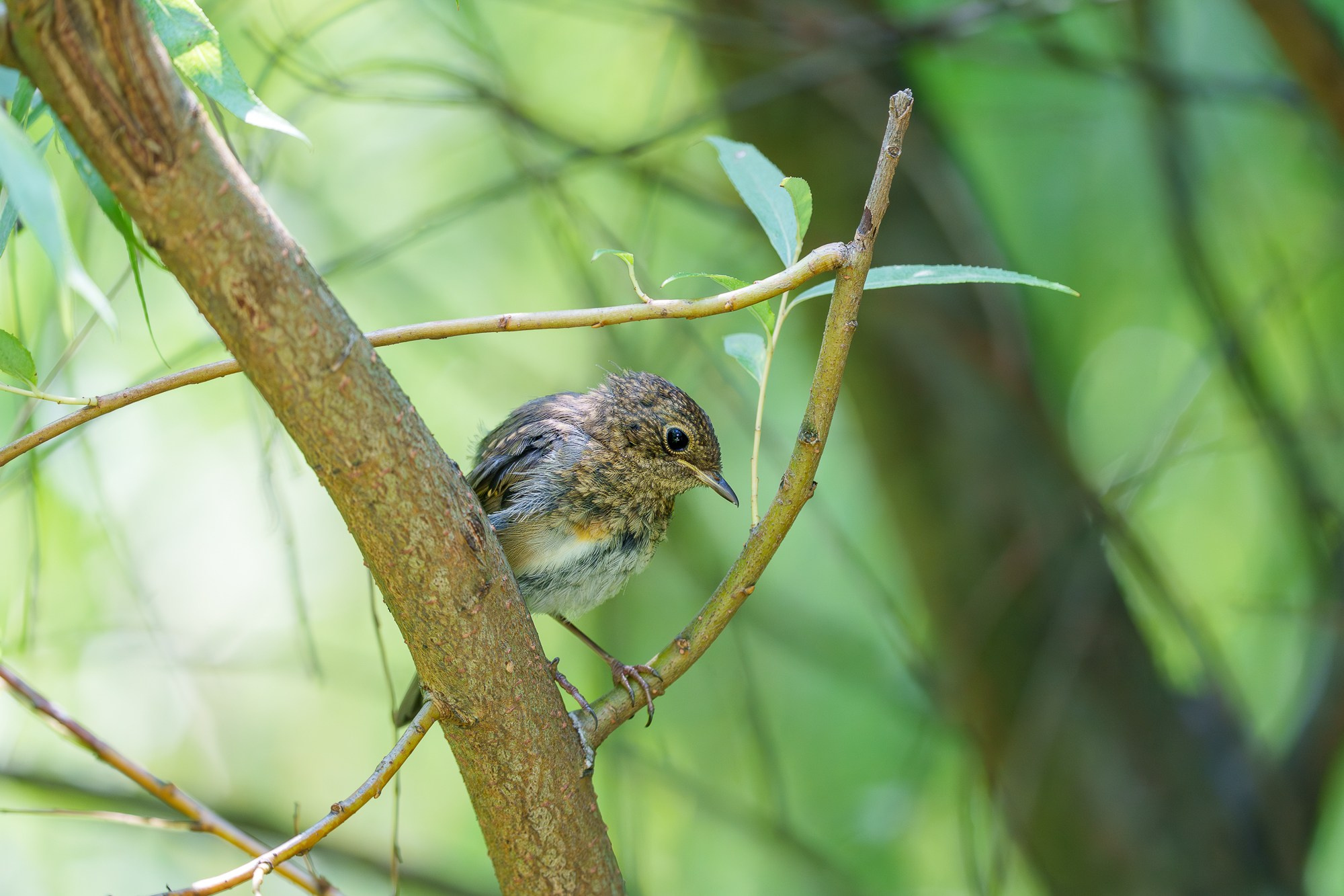 Удивительные мир птиц. Вокруг нас столько прекрасного — присмотритесь!. Ваш личный фотограф Марина Волкова