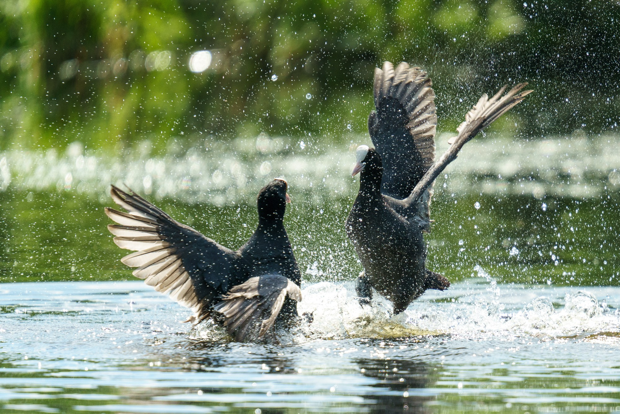 Удивительные мир птиц. Вокруг нас столько прекрасного — присмотритесь!. Ваш личный фотограф Марина Волкова