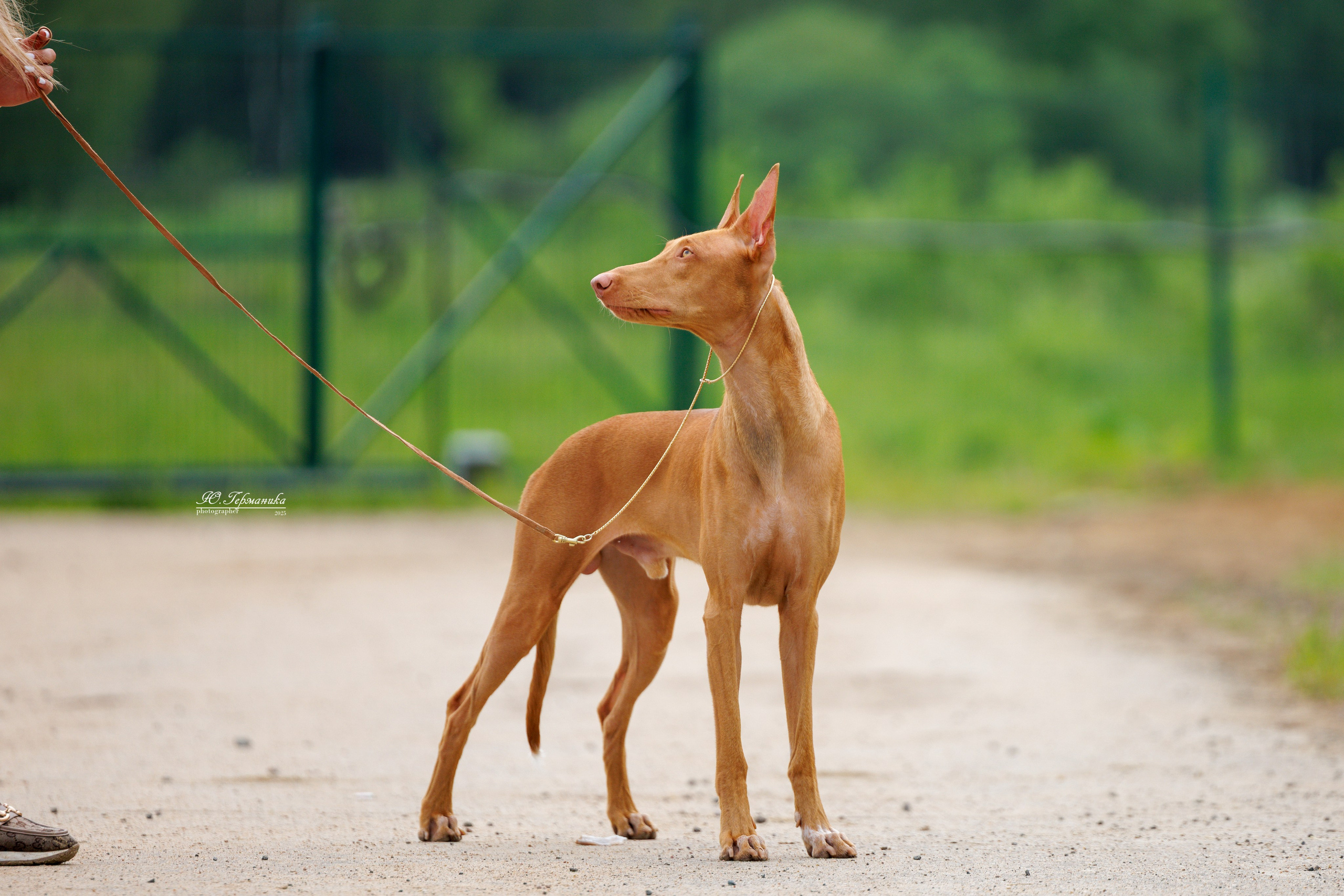 РОССИЯ 7-8.06.2025. Фотограф-анималист Юлия Германика