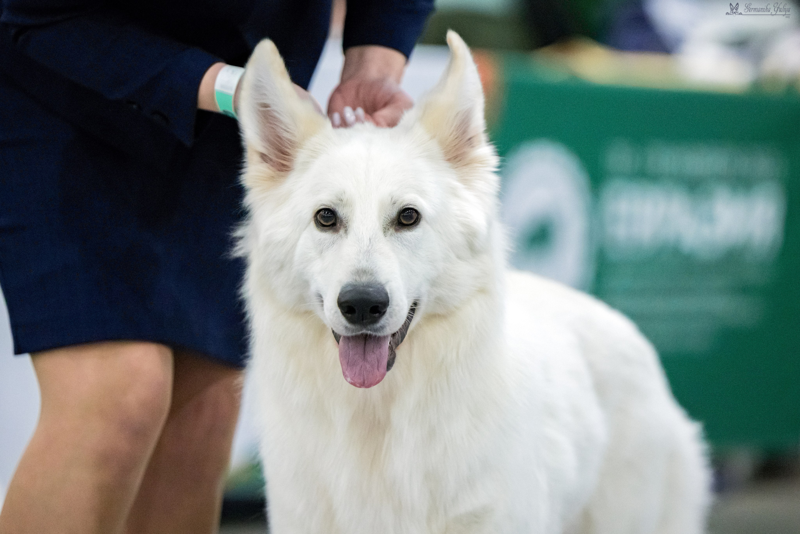 ЕВРАЗИЯ 18-19.11.2023. Фотограф-анималист Юлия Германика