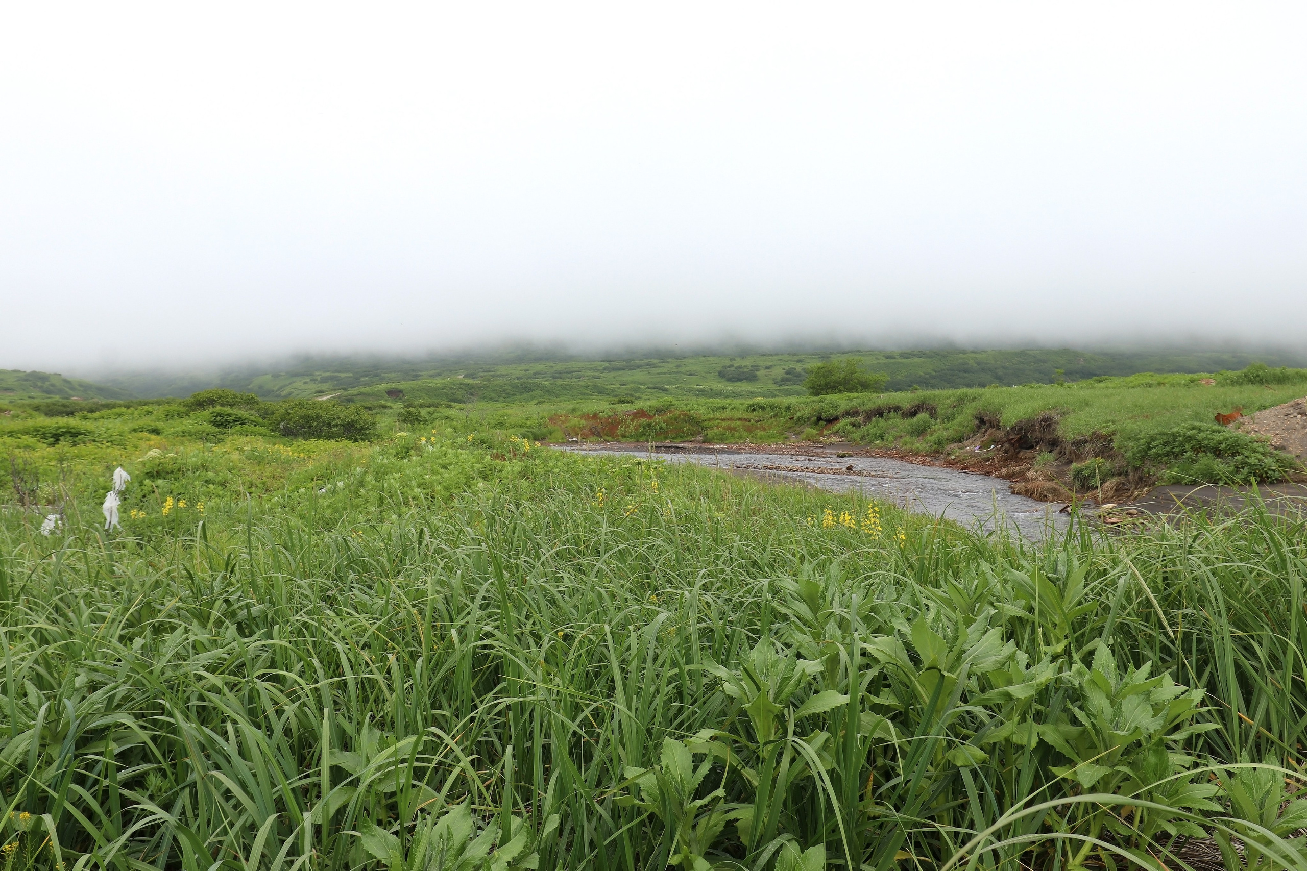 Камчатка и о. Парамушир. Июль 2024. Путешественник-фотограф из Санкт-Петербурга Татьяна Свистулина