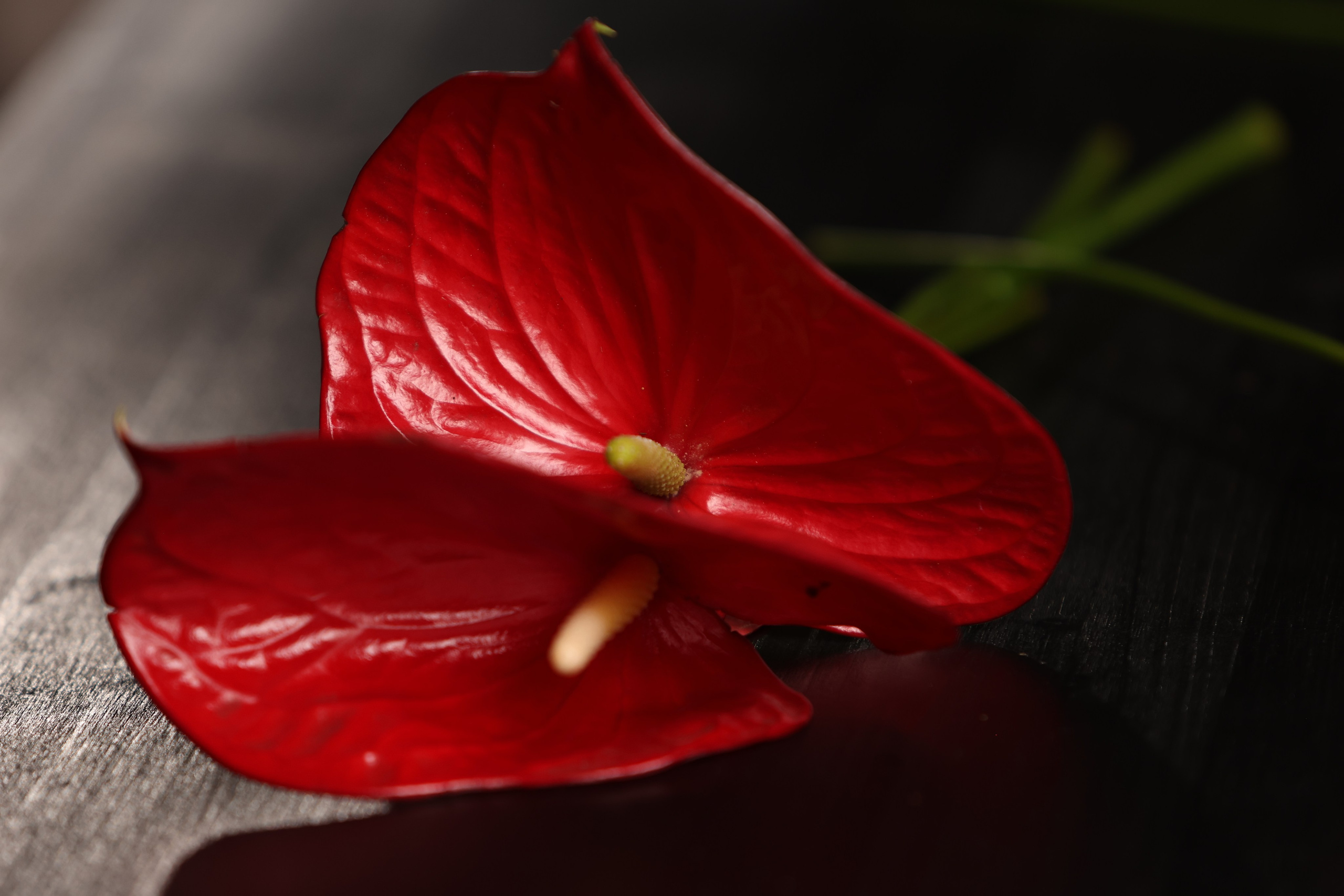 Цветы. Яна Чхан — Фотограф в Донецке и не только