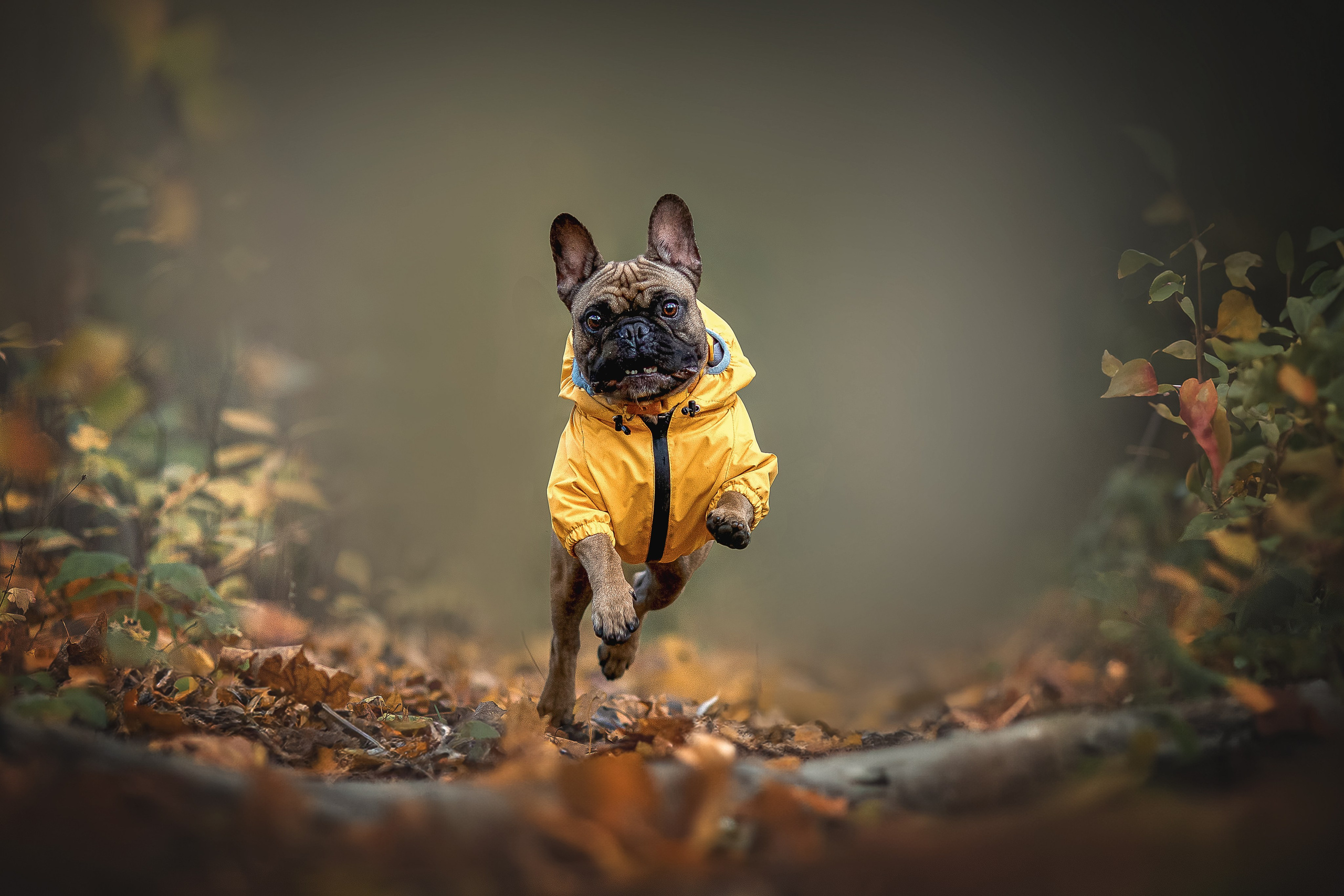 Конкурсные работы. Фотограф-анималист в Москве и Подмосковье