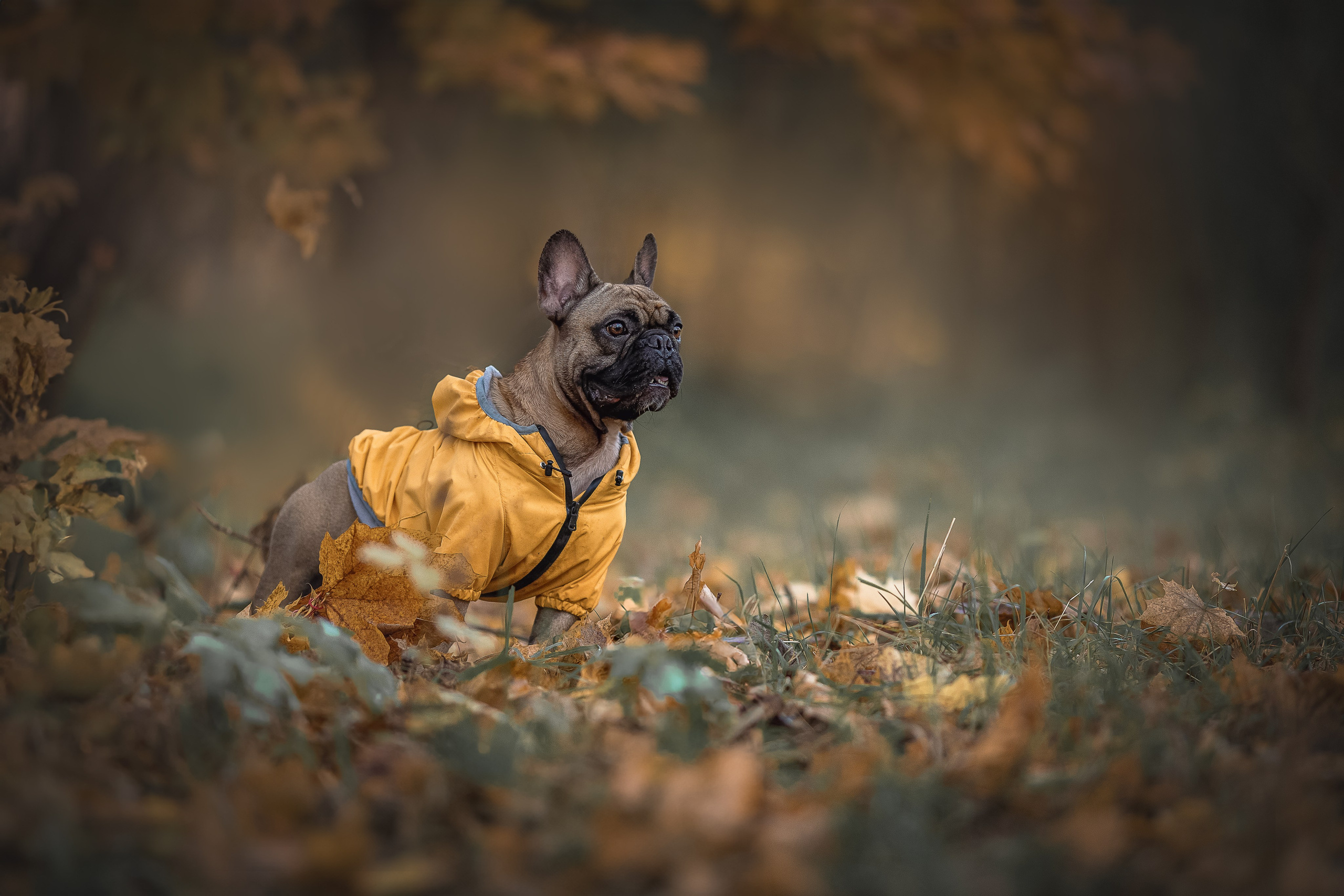 Конкурсные работы. Фотограф-анималист в Москве и Подмосковье