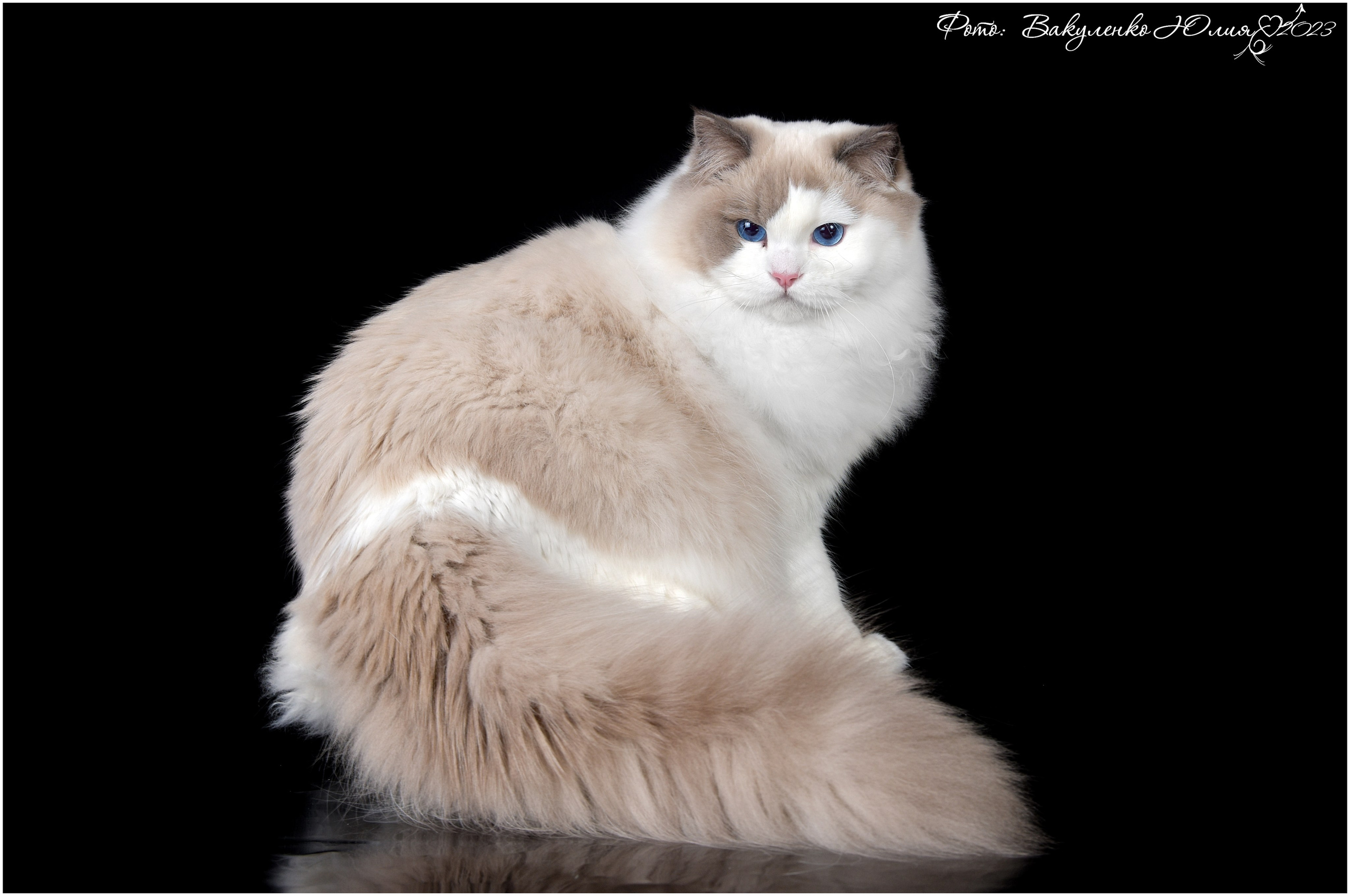 Взрослые. Фотограф анималист | семейный Юлия Вакуленко, г. Краснодар