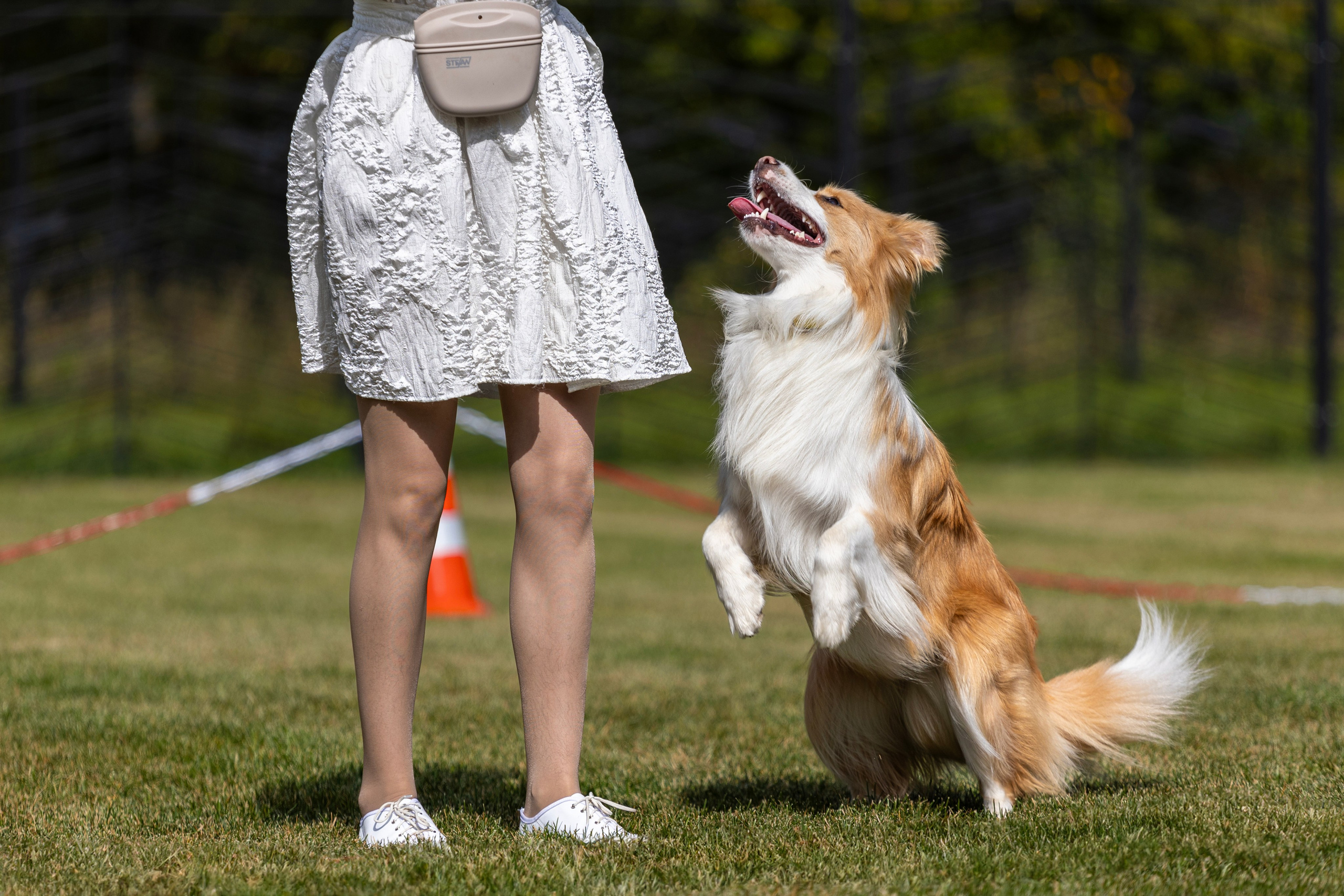Съемка мероприятия: конкурс по танцам с собаками. Фотография. Юрий Савин