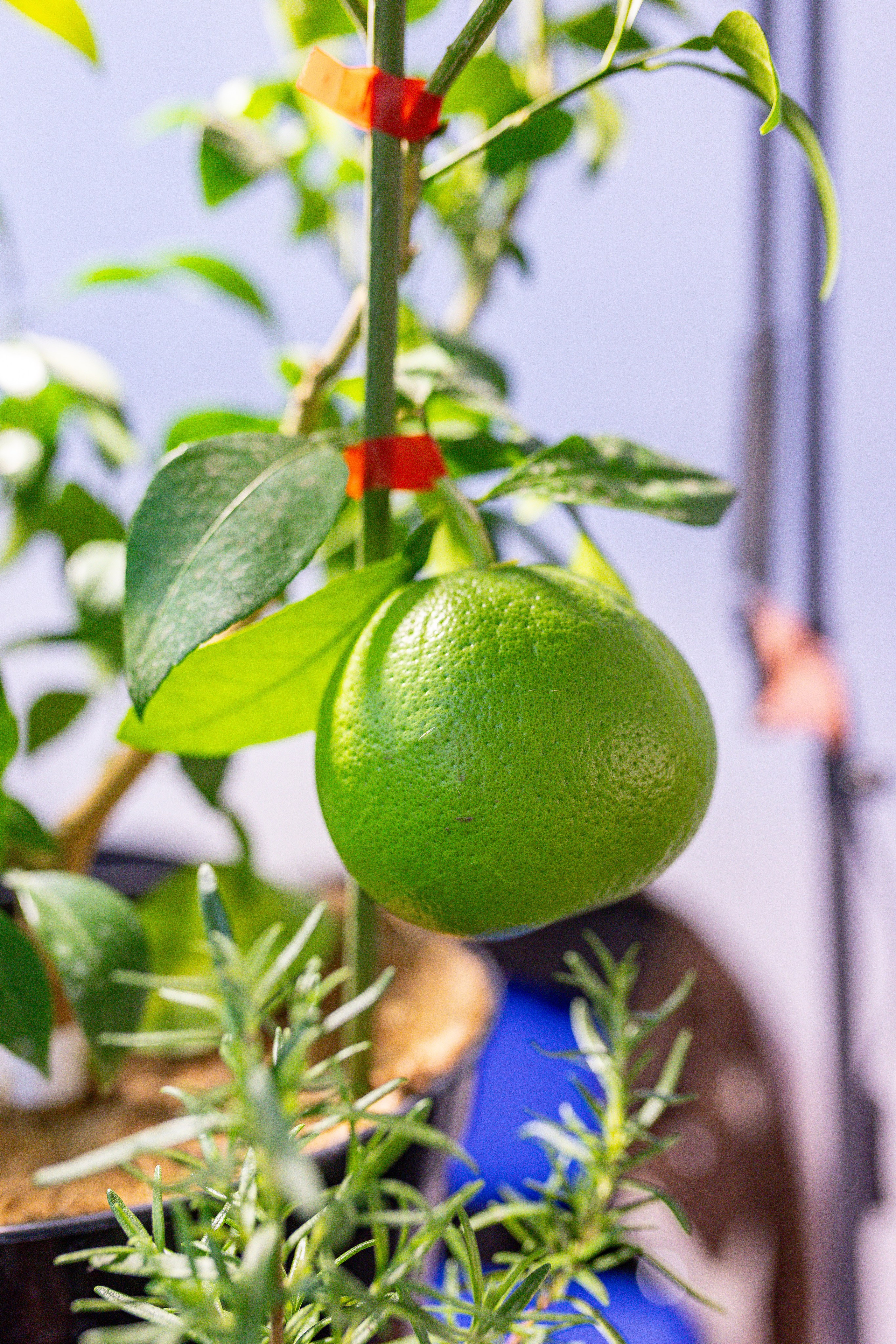 Монстериум 11–12 октября. Александра Куликова фотограф, Москва