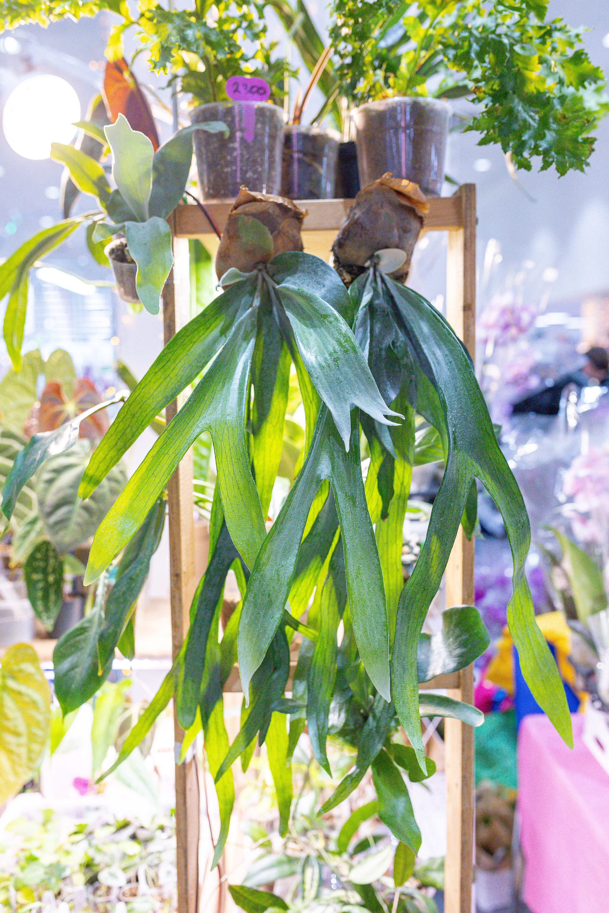 Орхидиум 12.2025. Александра Куликова фотограф, Москва