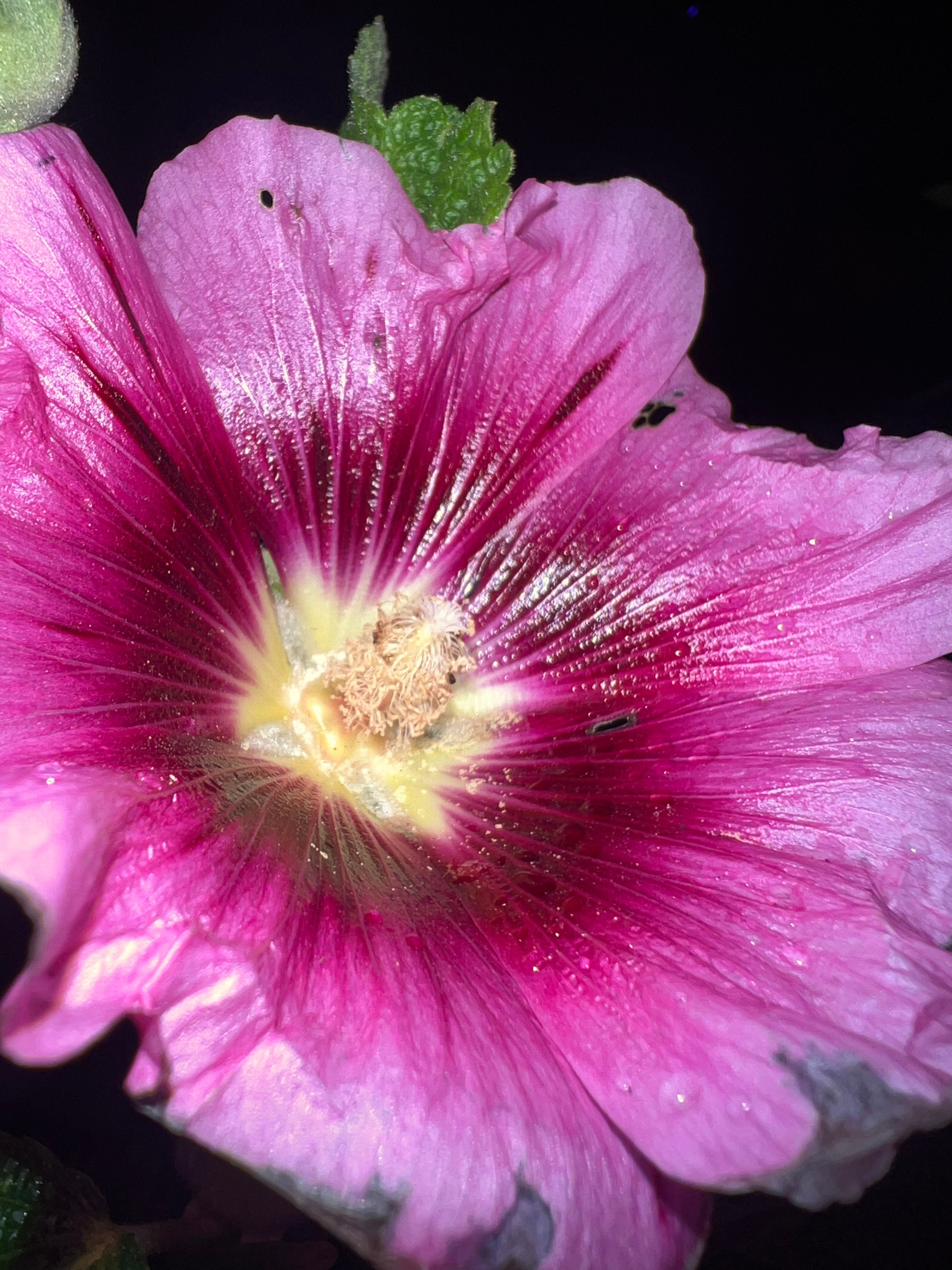 Цветы ночи. Анна Хвалина