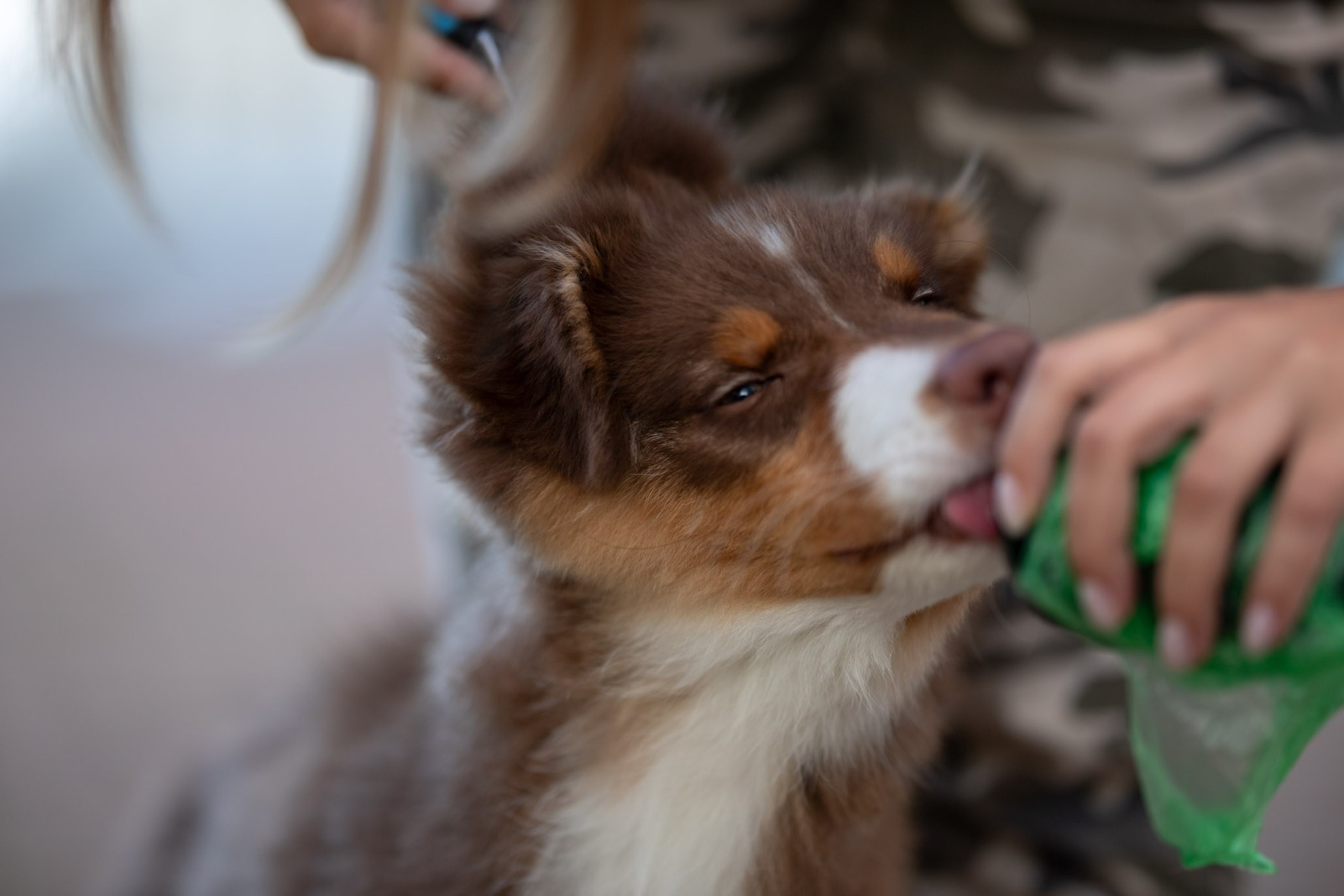 Чакки, Австралийская Овчарка. Ирина Голомб|Фотограф-анималист в  Сочи и Калининграде