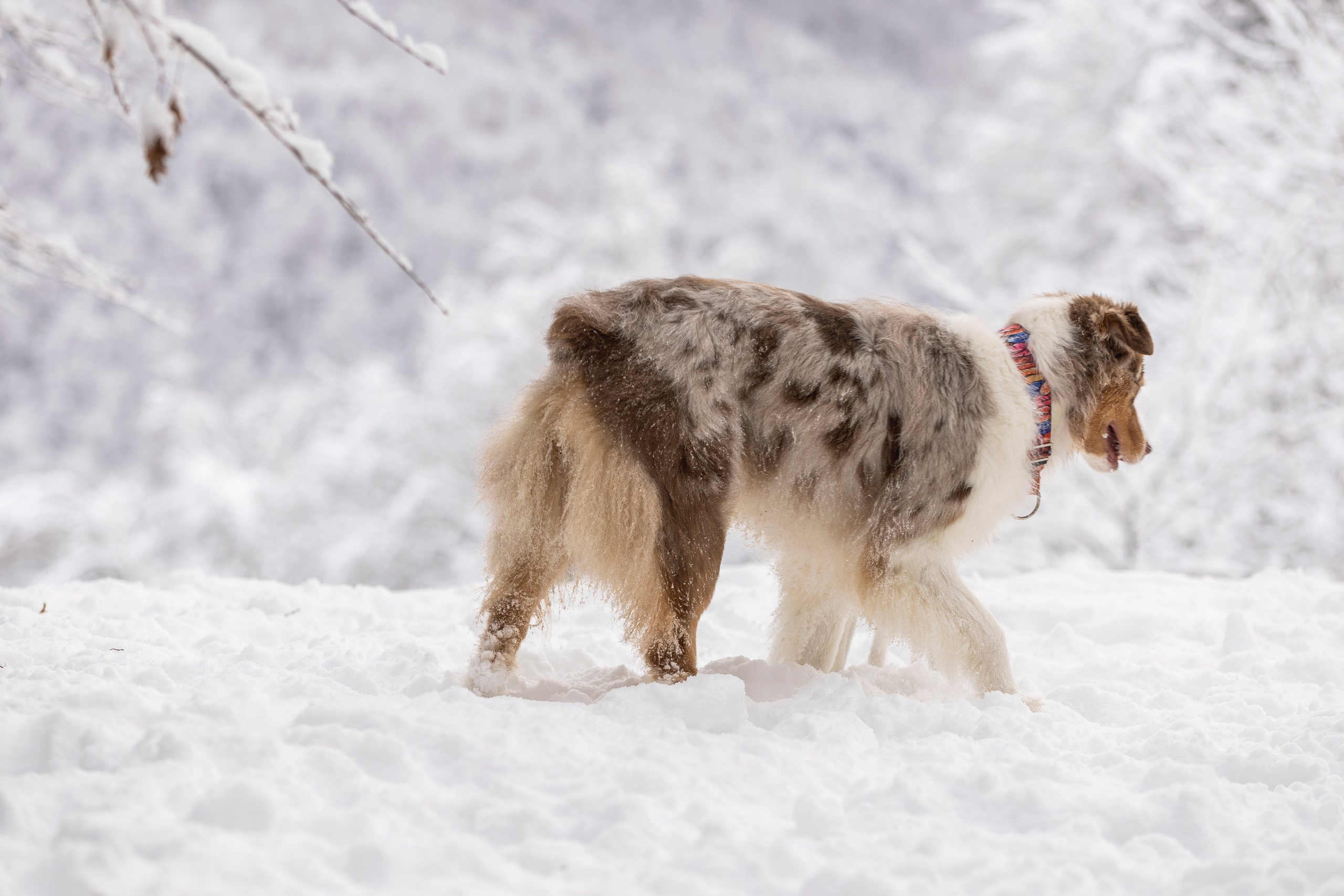 Догтуса Тропа Ефремова. Ирина Голомб|Фотограф-анималист в  Сочи и Калининграде
