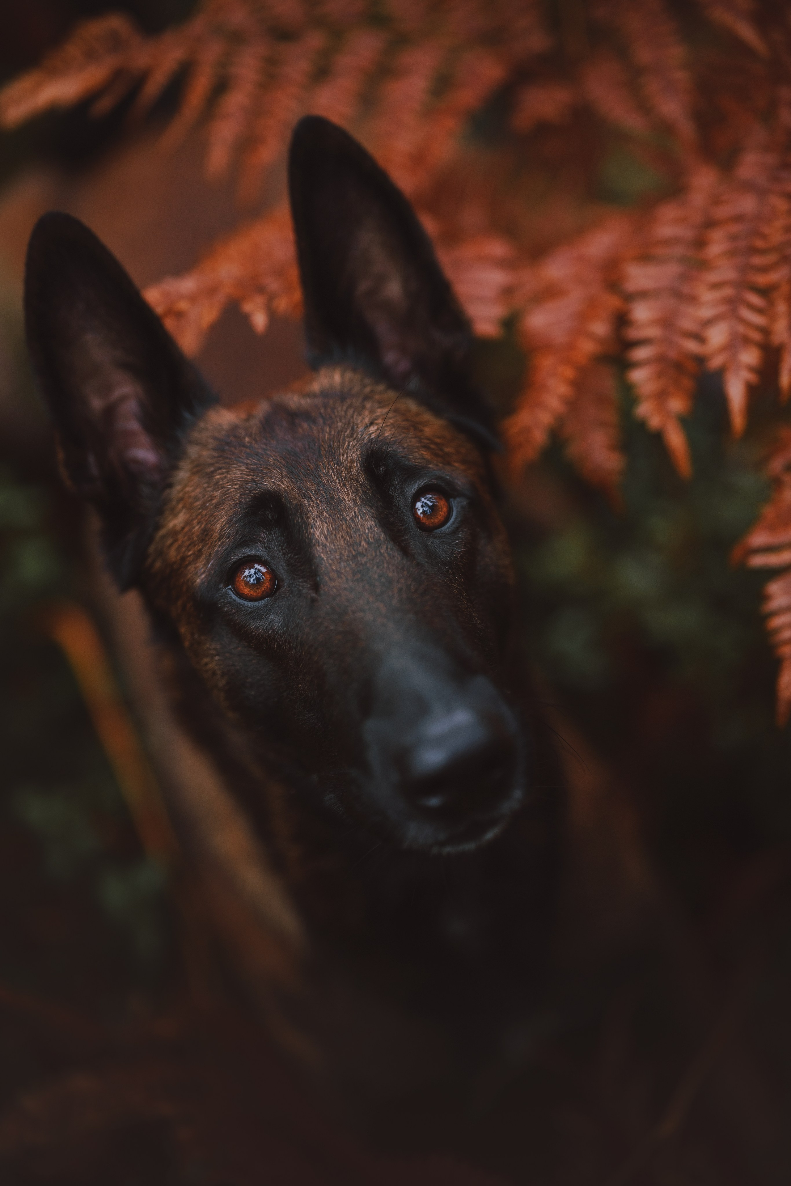 Раш. Фотограф анималист Осипчикова Мария