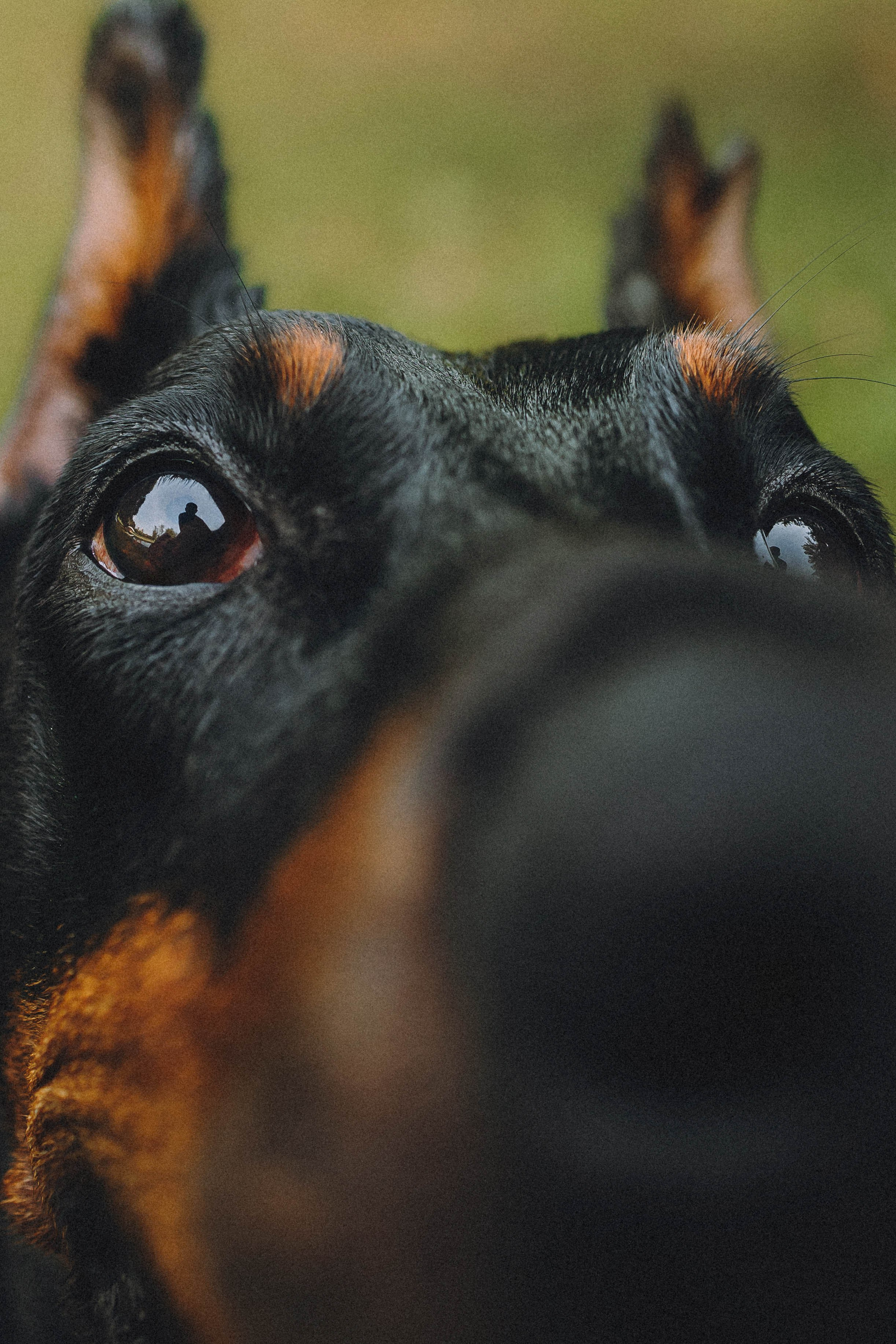 Паша и Хайди