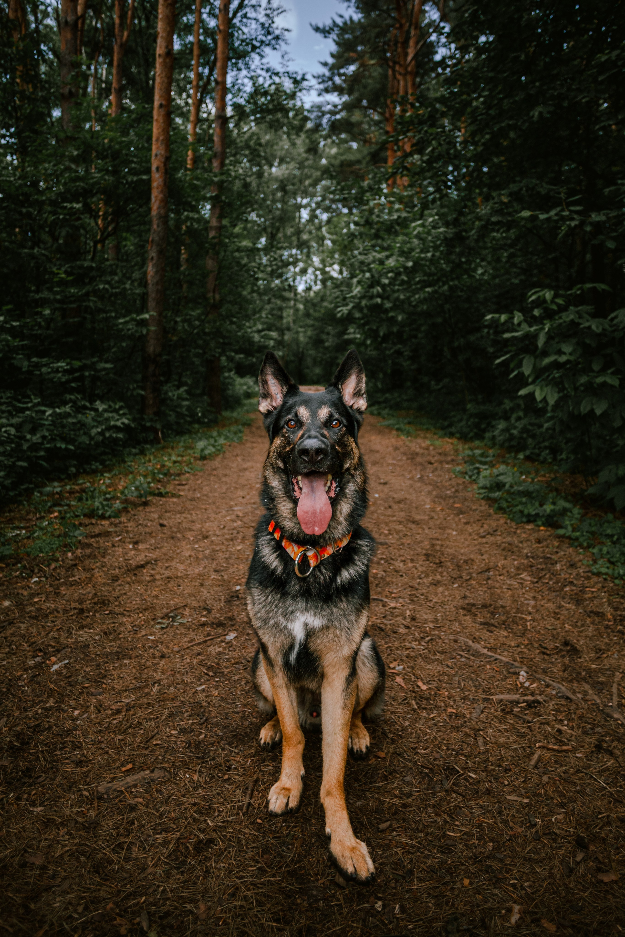 Лесная летняя фотопрогулка. Фотограф-анималист Татьяна Степанова