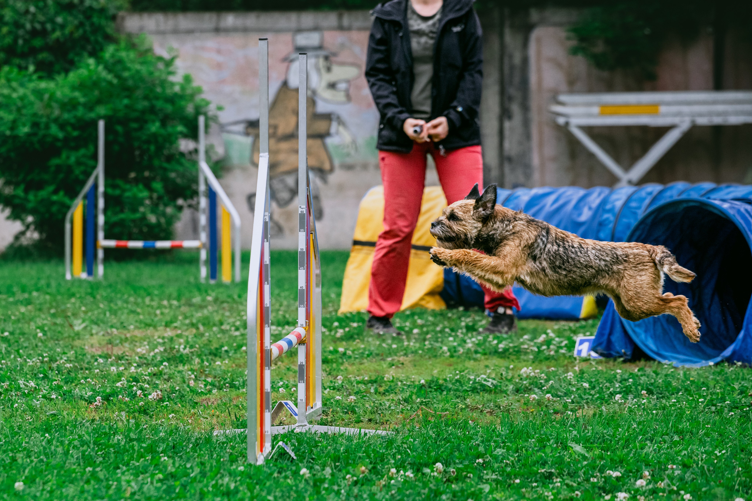 Соревнования по аджилити Долгопрудный 30.06.2025. Фотограф-анималист Татьяна Степанова