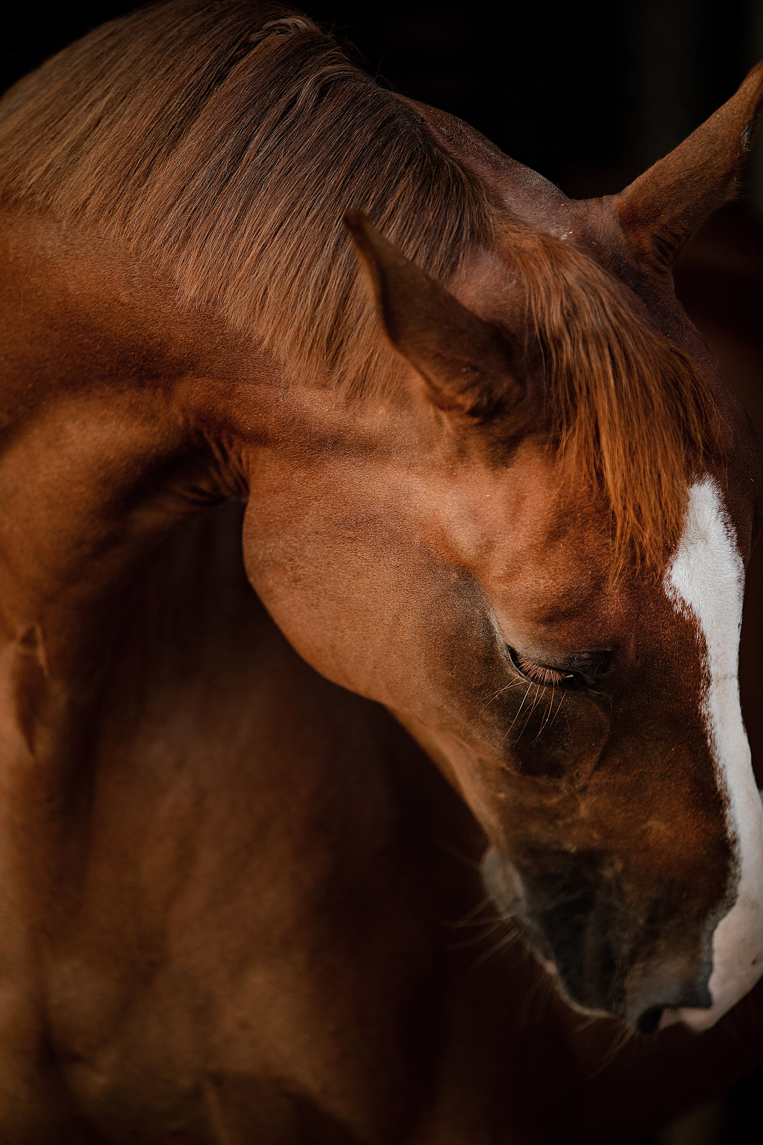 Лошади на свободе. Конный и театральный фотограф Анапа