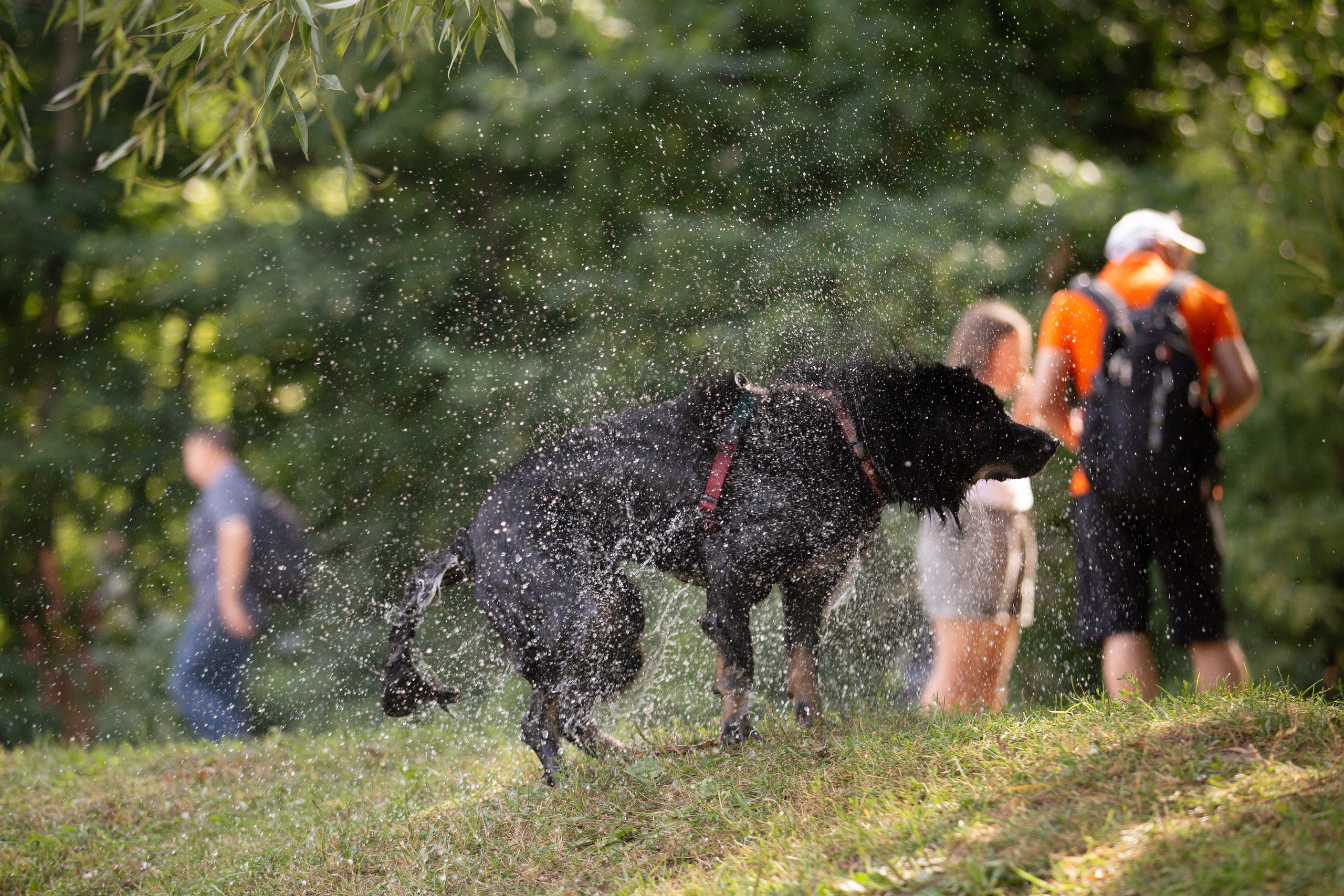 Petshop Sup day. Фотограф анималист Кристина Карпова, Москва