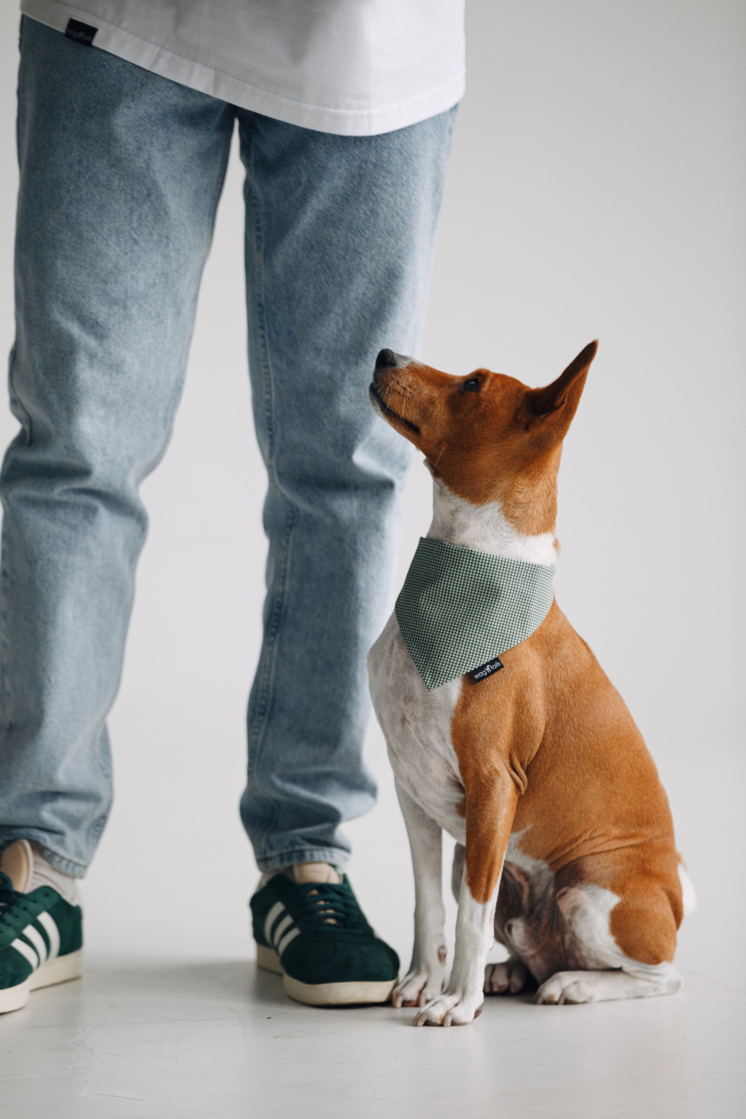Wag'n'tails аксессуары для животных. Фотограф анималист Кристина Карпова, Москва