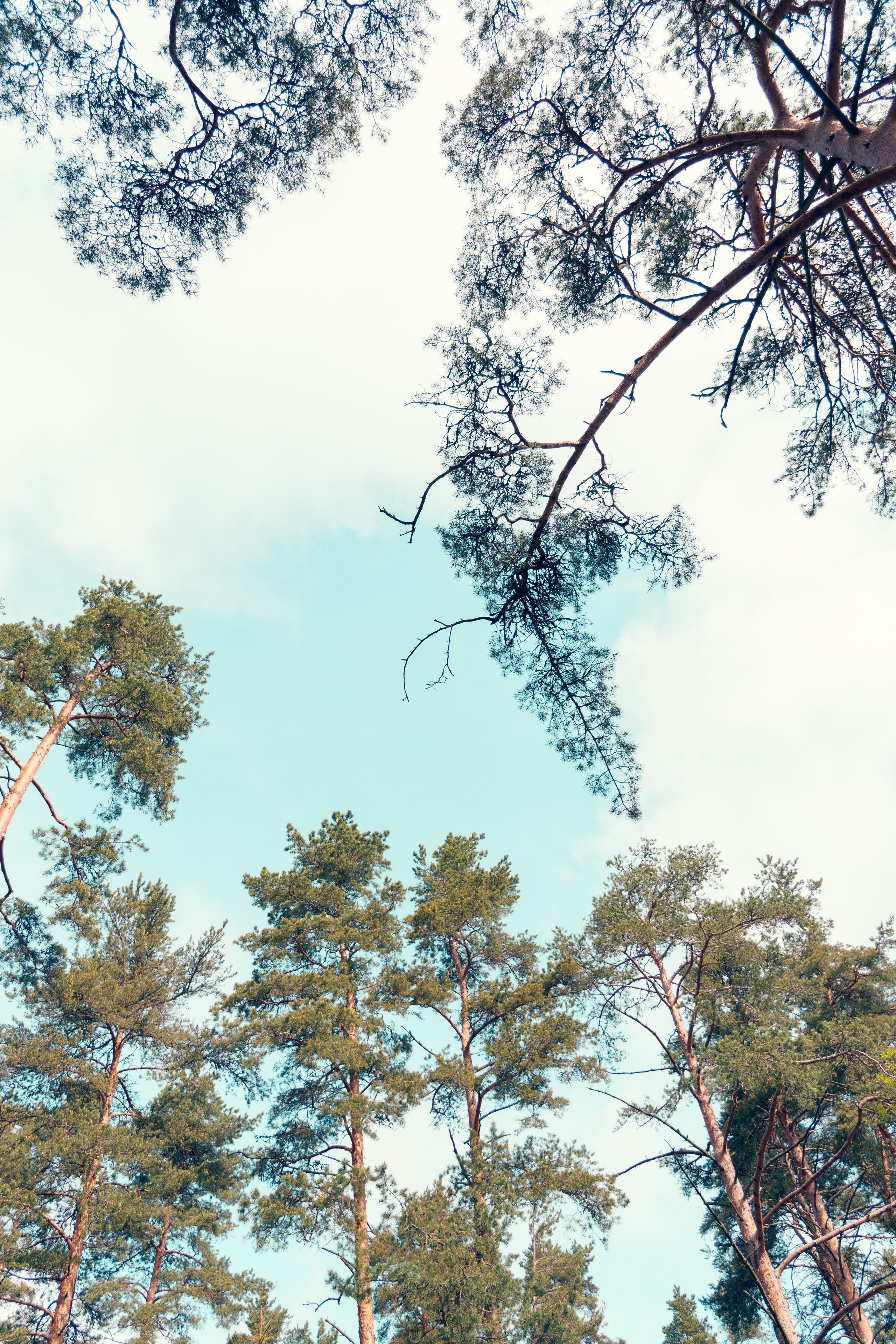 Природа. Фотограф в Санкт-Петербурге Ибрагимова Алина