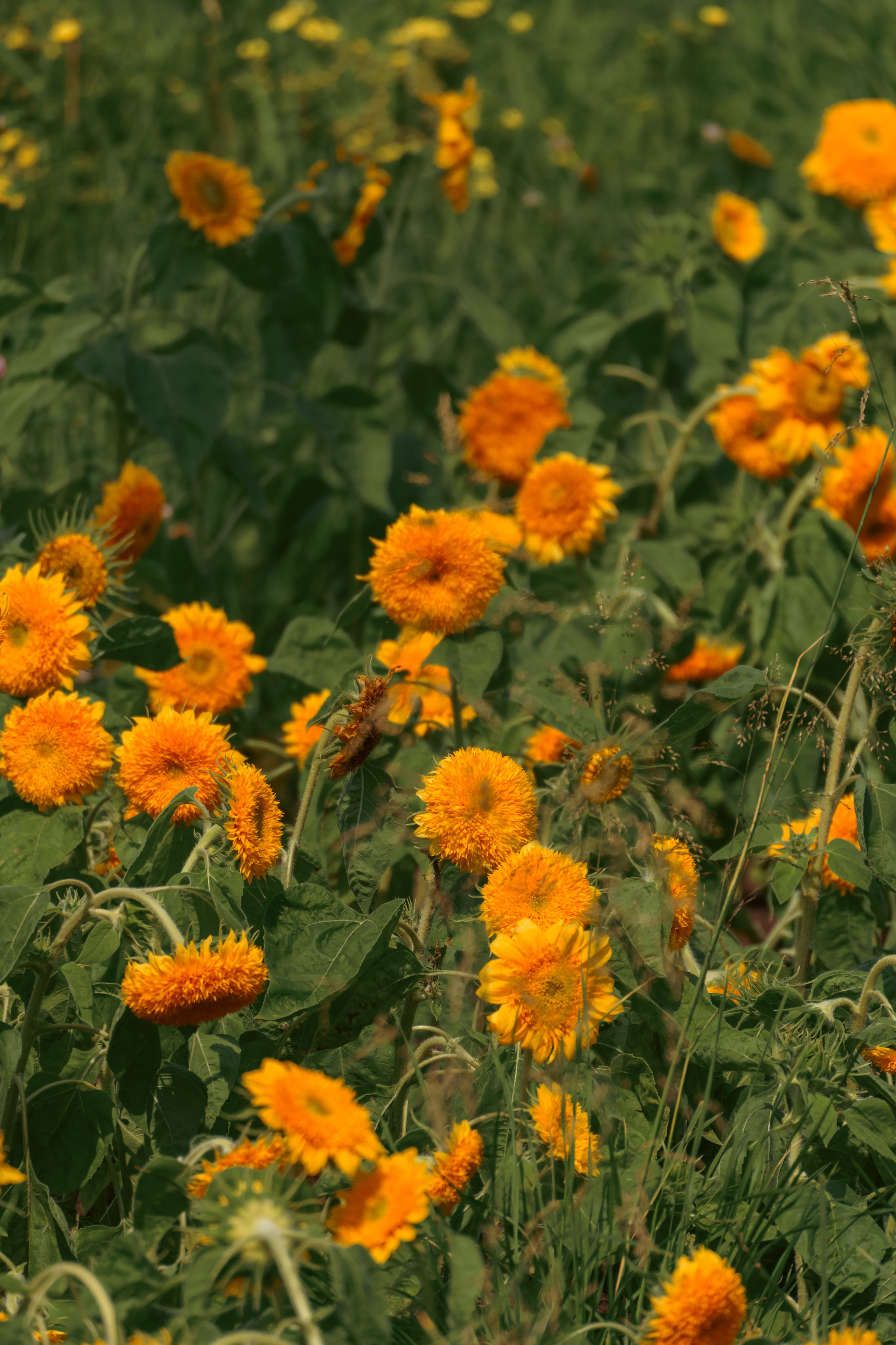 Природа. Фотограф в Санкт-Петербурге Ибрагимова Алина