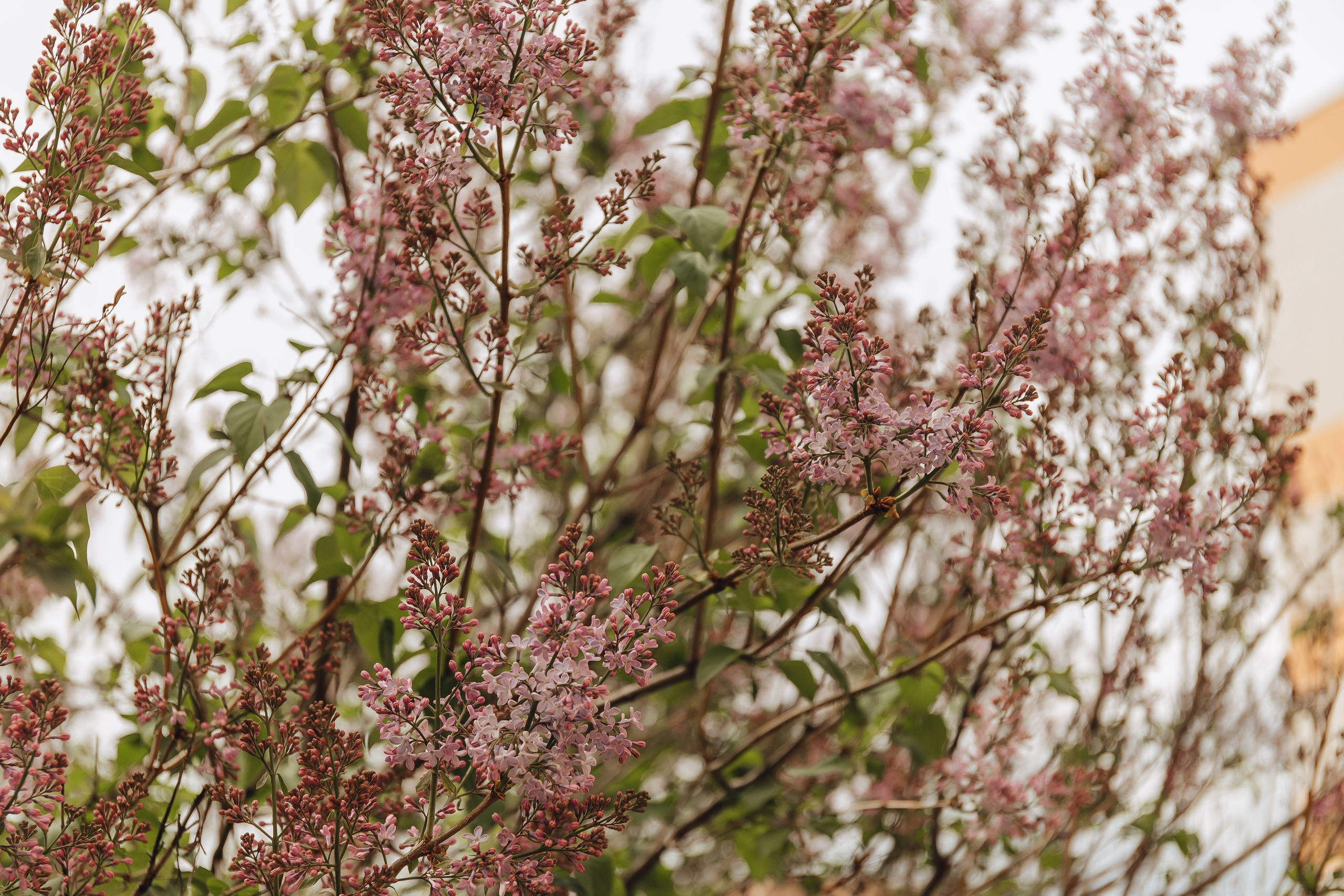 Выписка Софии. Свадебный и семейный фотограф Пушкин Царское Село СПБ Питер Санкт-Петербург и Рязань Ольга Козлова