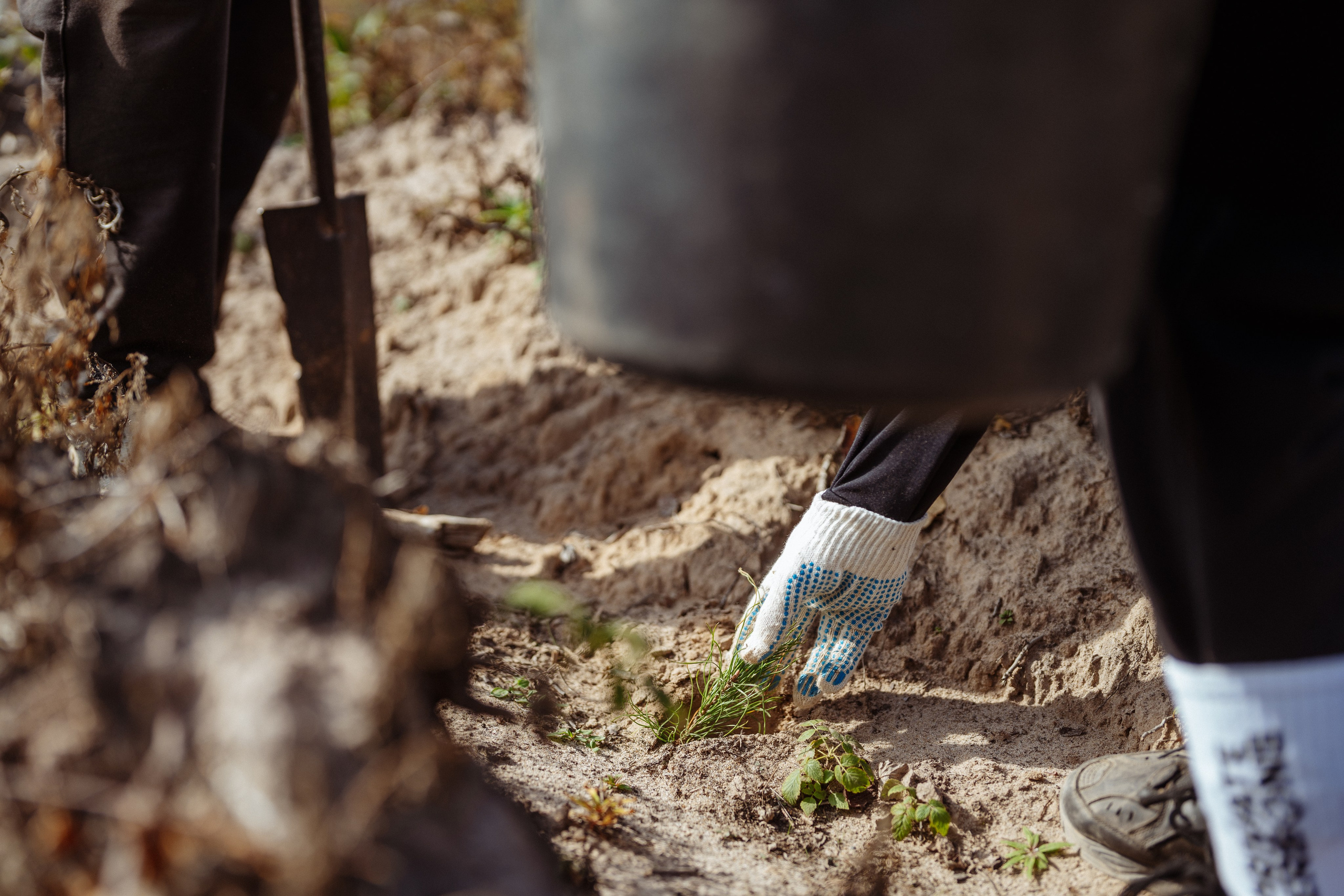 СБЕР · ЭКА · Посадка сеянцев. Владимир Вершинин, тот самый свадебный видеограф
