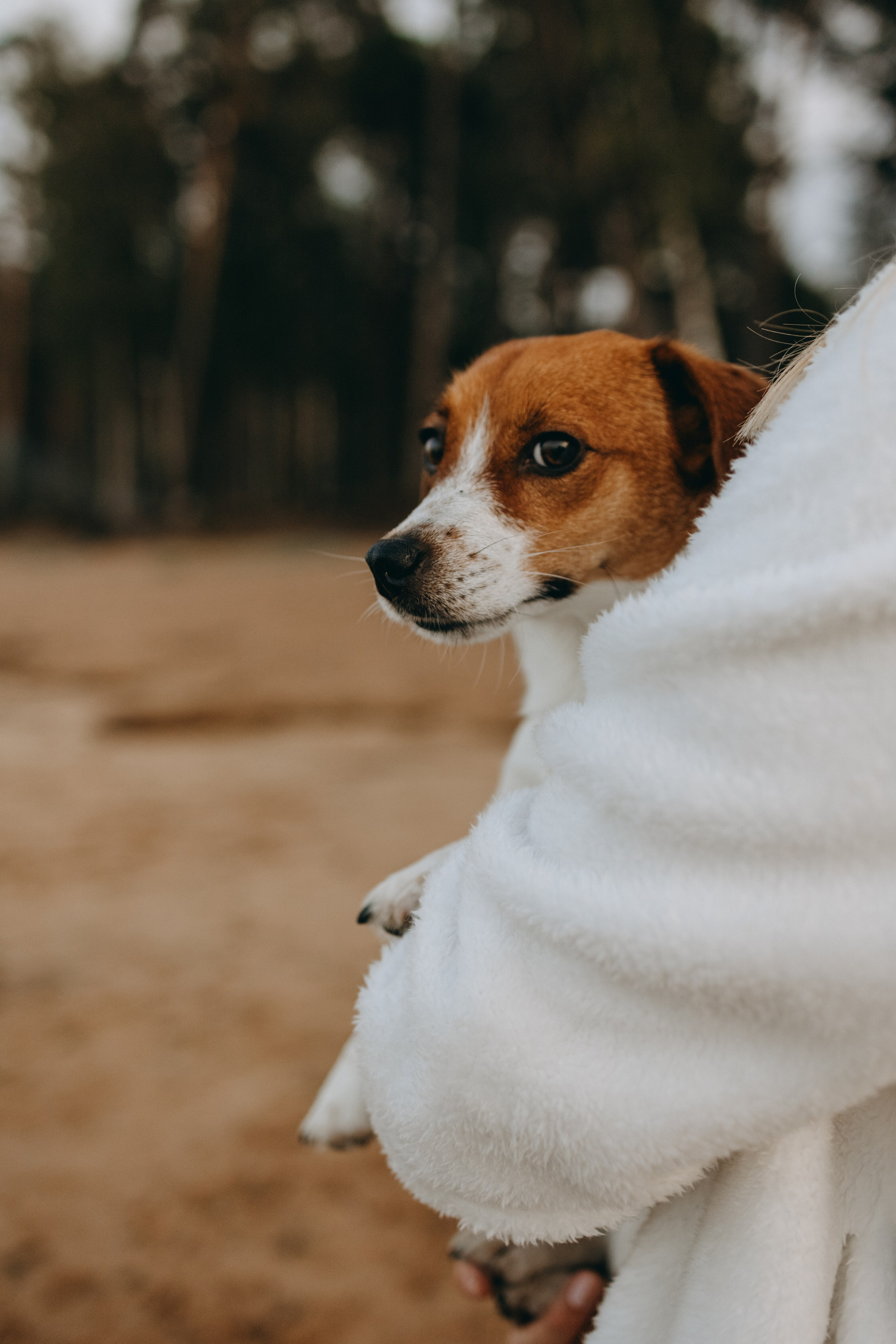 Лея и ее семья. Фотограф — Анималист | Санкт-Петербург