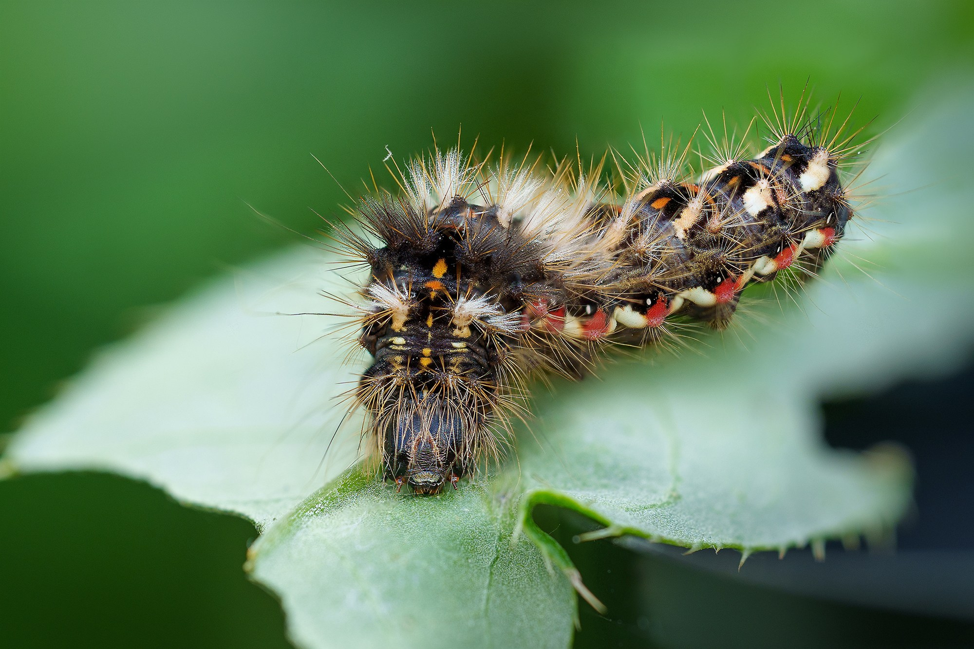 Макросъёмка. Ваш личный фотограф Марина Волкова