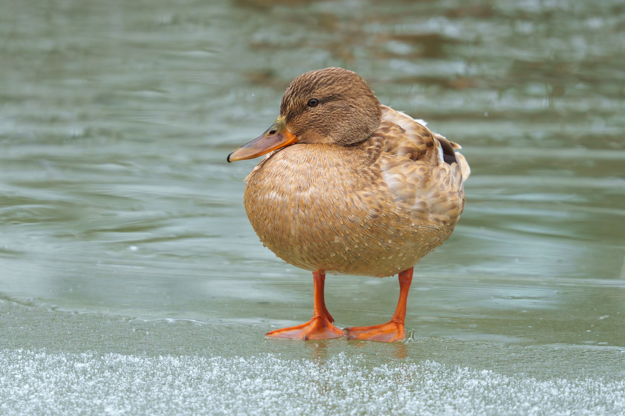 Удивительные мир птиц. Вокруг нас столько прекрасного — присмотритесь!. Ваш личный фотограф Марина Волкова