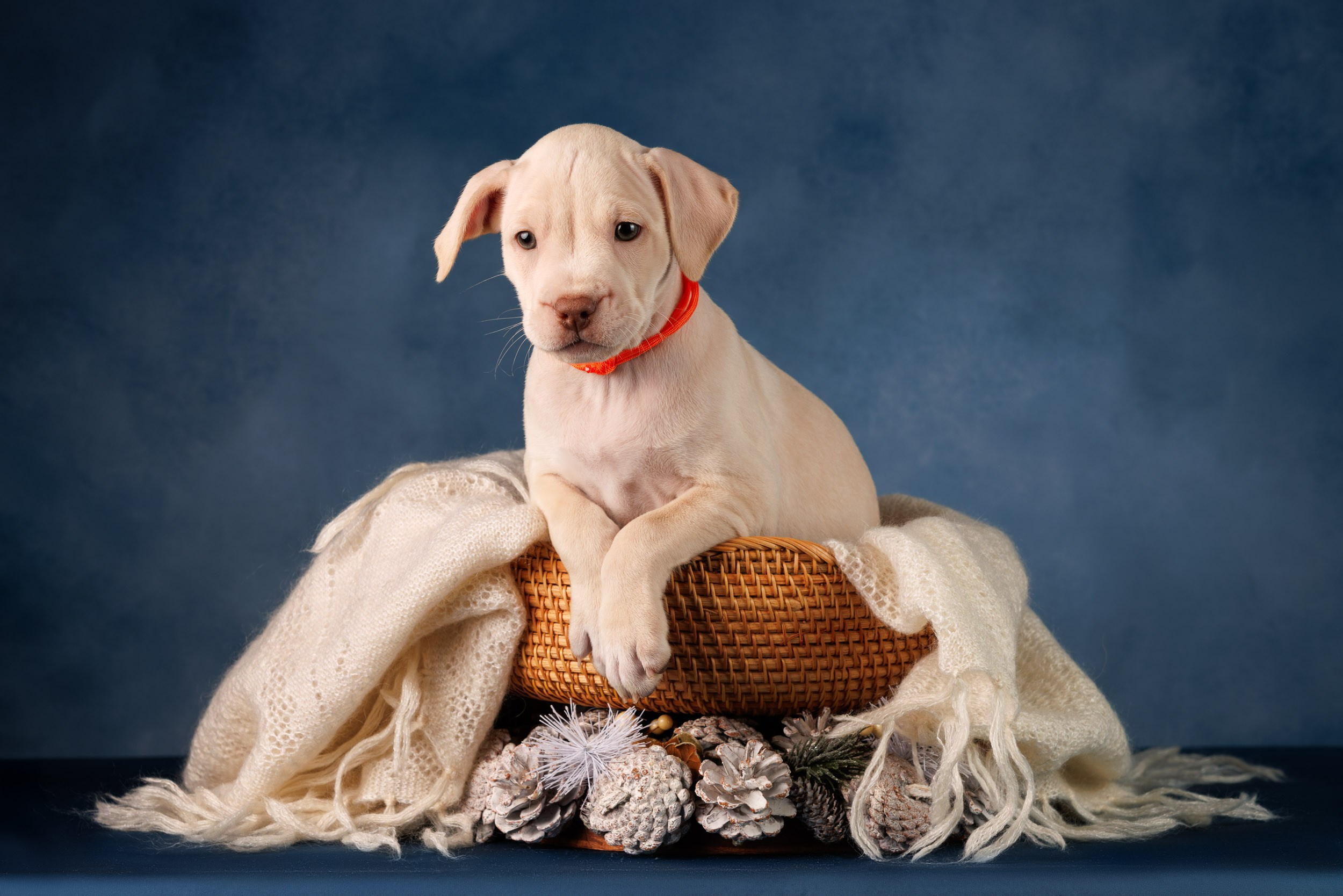Съемка щенков АПБТ. Фотограф-анималист в Москве и Московской области Татьяна Фролова