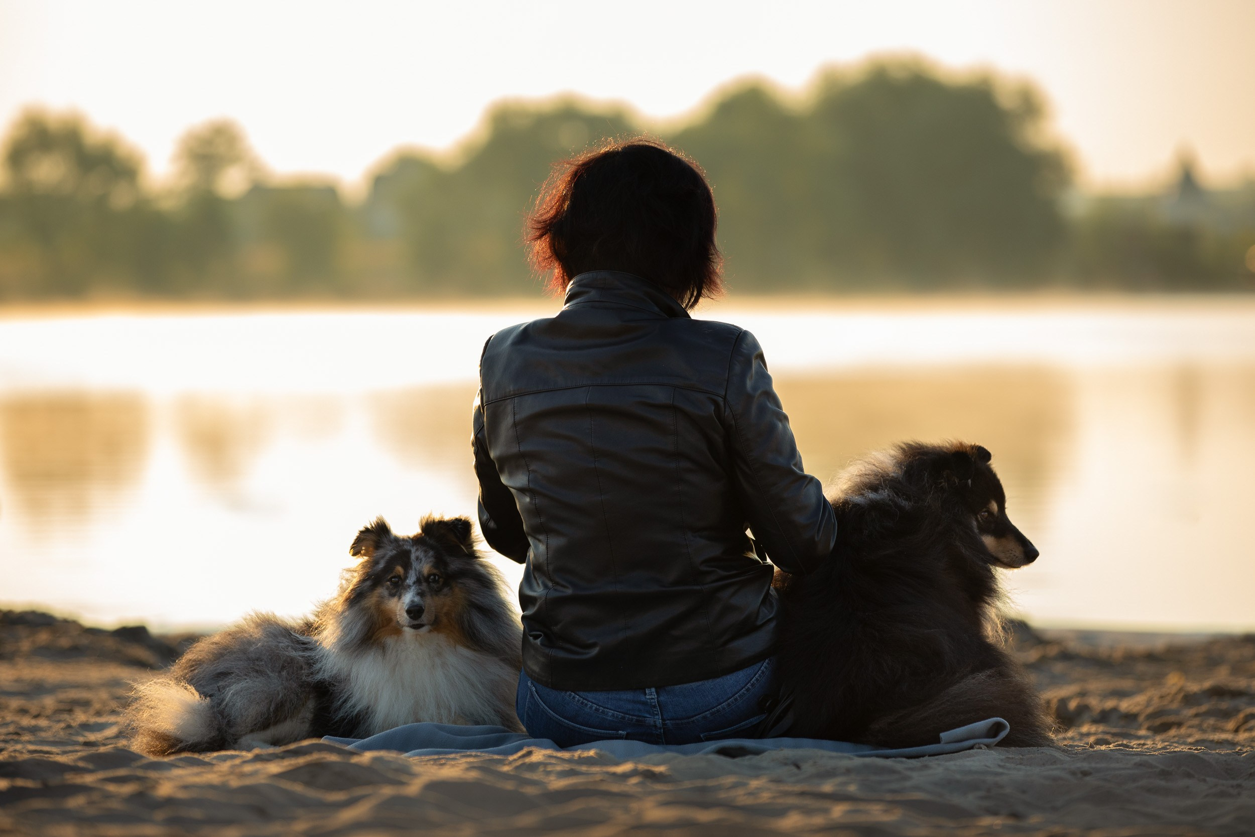 Съемка с шелти на рассвете на песчаном карьере. Фотограф-анималист в Москве и Московской области Татьяна Фролова
