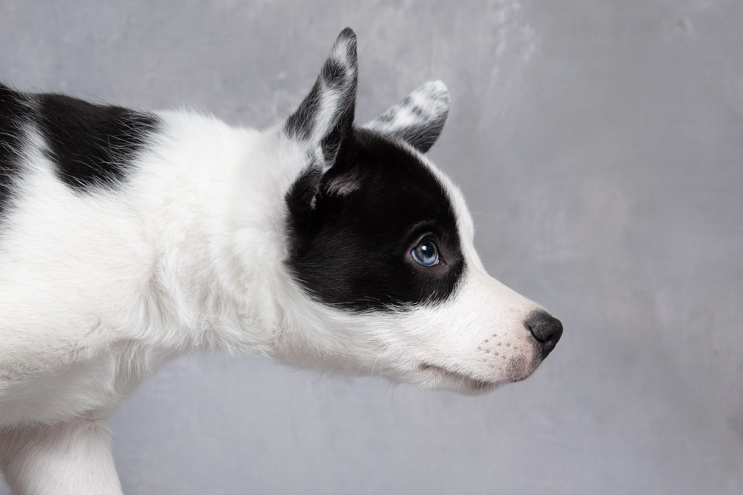 Презентация помета щенков в 2 месяца. Фотограф-анималист в Москве и Московской области Татьяна Фролова