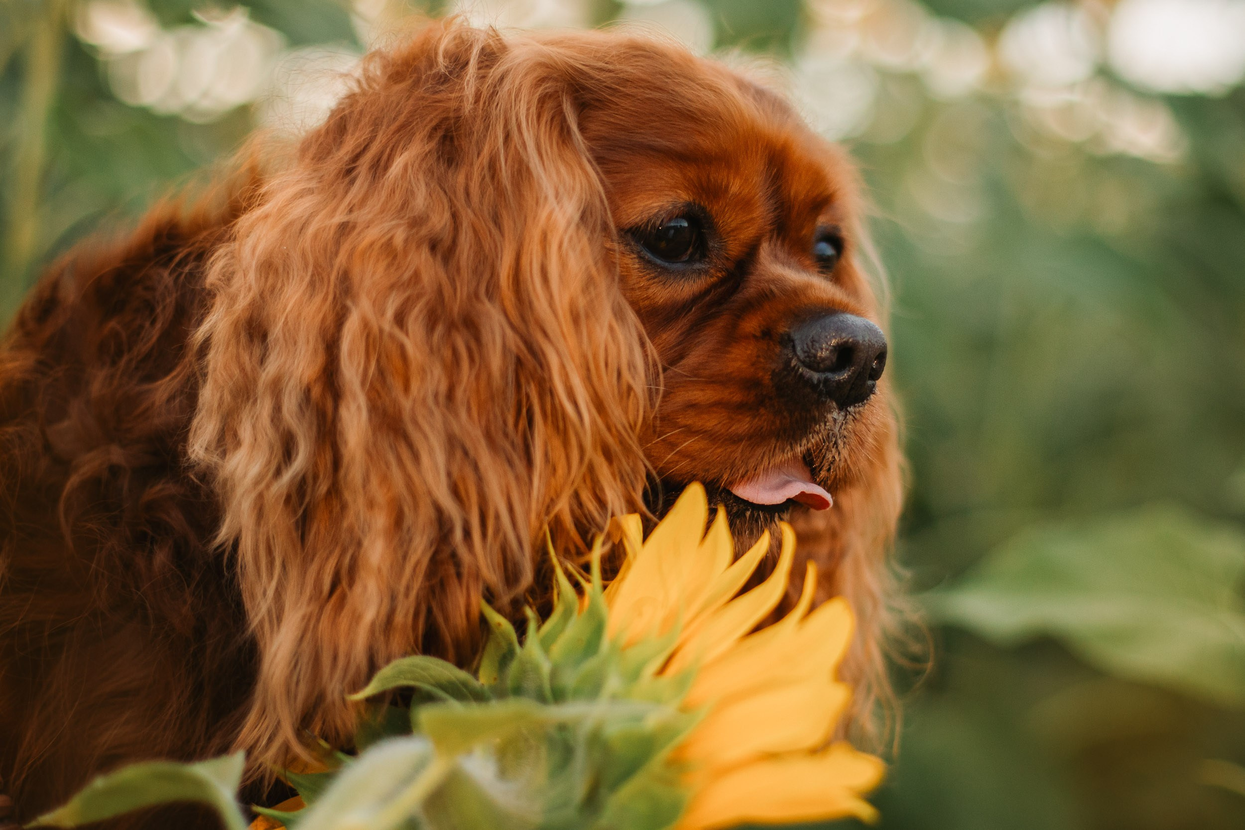 Фотосъёмка в поле подсолнухов на закате. Фотограф-анималист в Москве и Московской области Татьяна Фролова