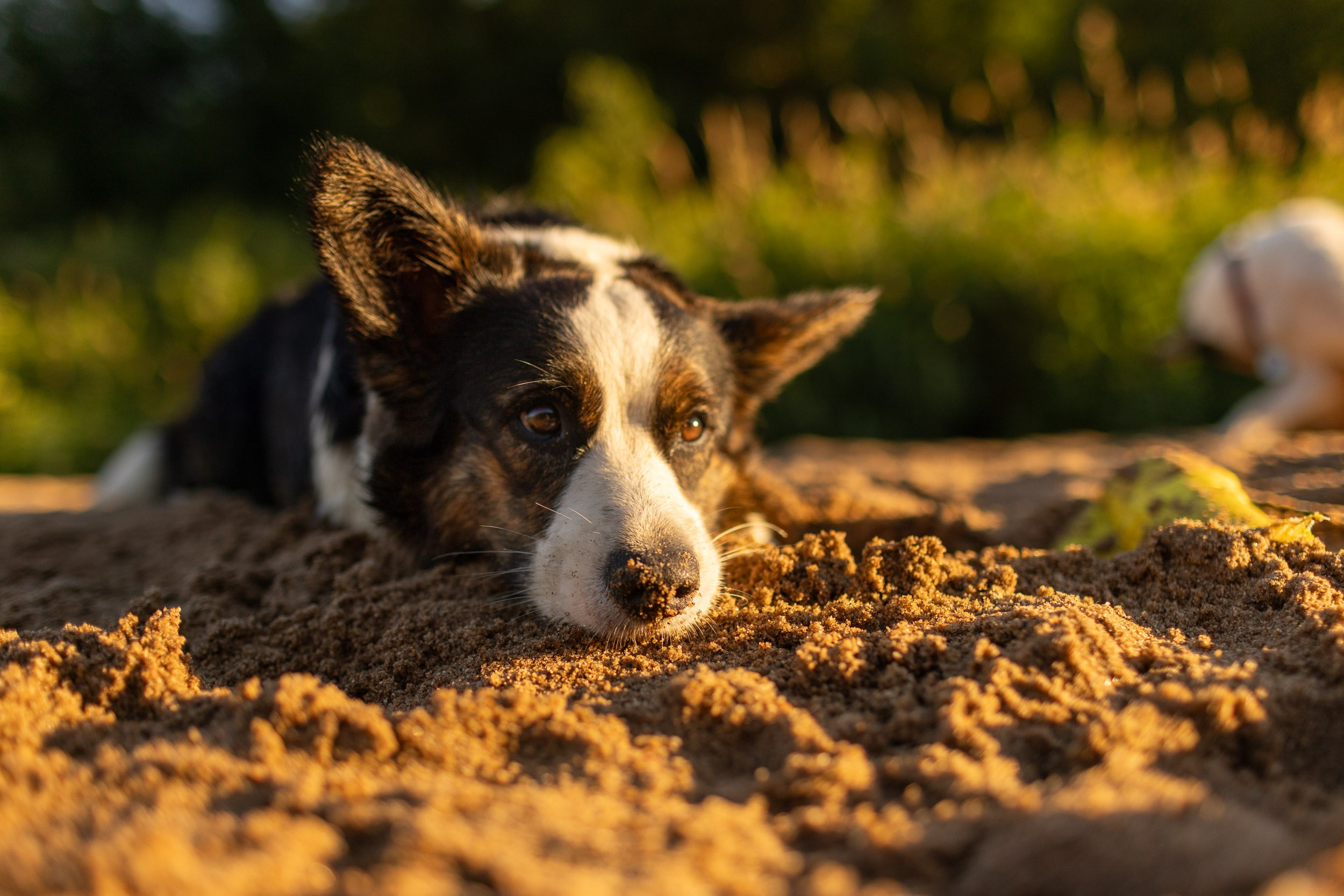 Купание щенков в стиле лайфстайл. Фотограф-анималист в Москве и Московской области Татьяна Фролова