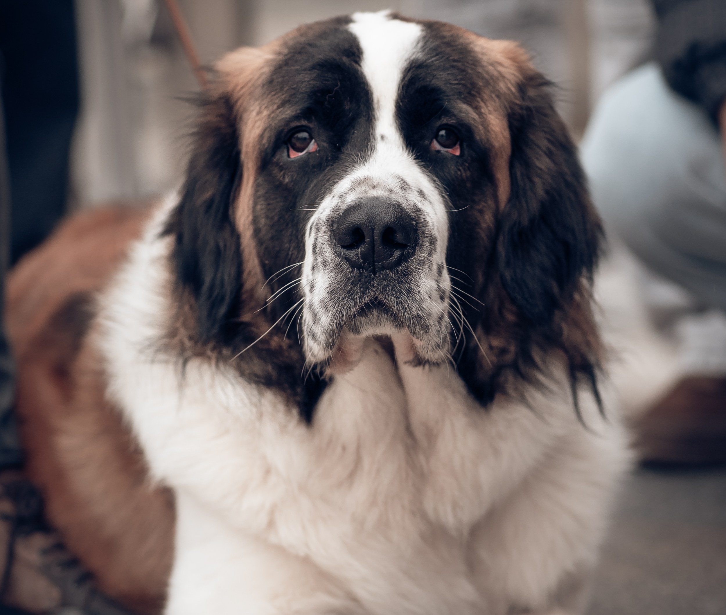 Благотворительная выставка собак в Новом Херсонесе г. Севастополь. Церковный фотограф Севастополь