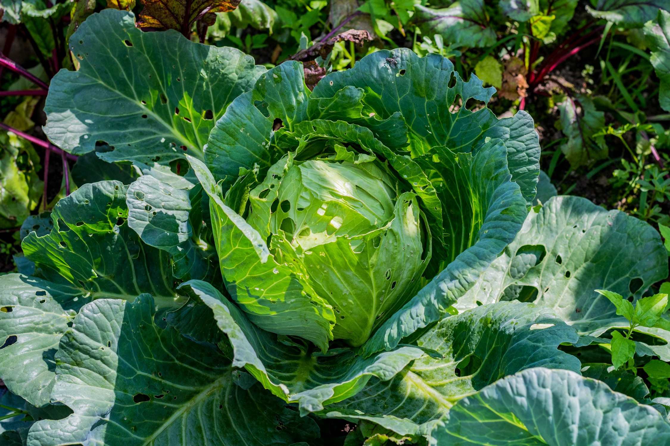 Антон Курдюмов фотограф в Хабаровске Рина Курдюмова фото27 foto27 Антон Дорофеев репортажный репортаж документалист Тони и Рина фотосоздатели Виноградники Хехцир 2024 Хабаровск виноград дикий фермер фермерство дачный сезон