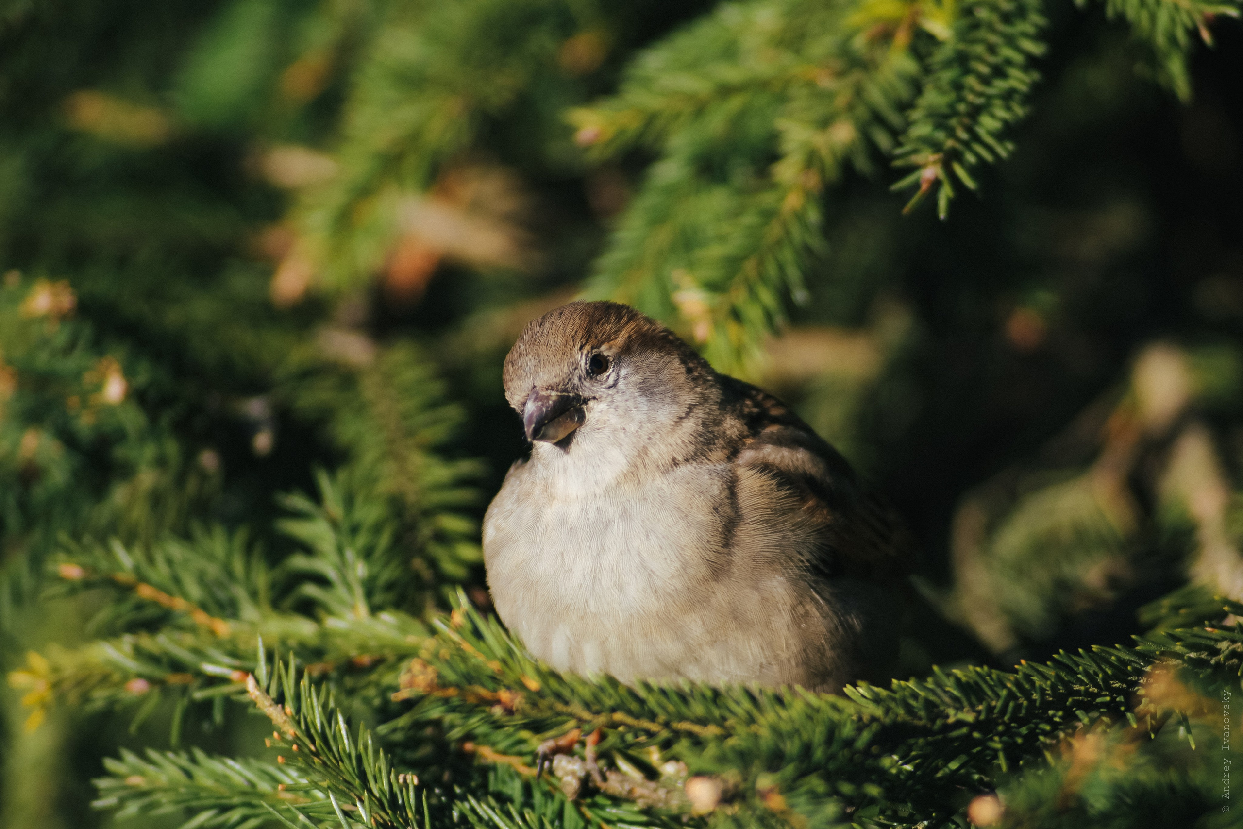 Нижний парк — Tokina 300/4. Famitsu