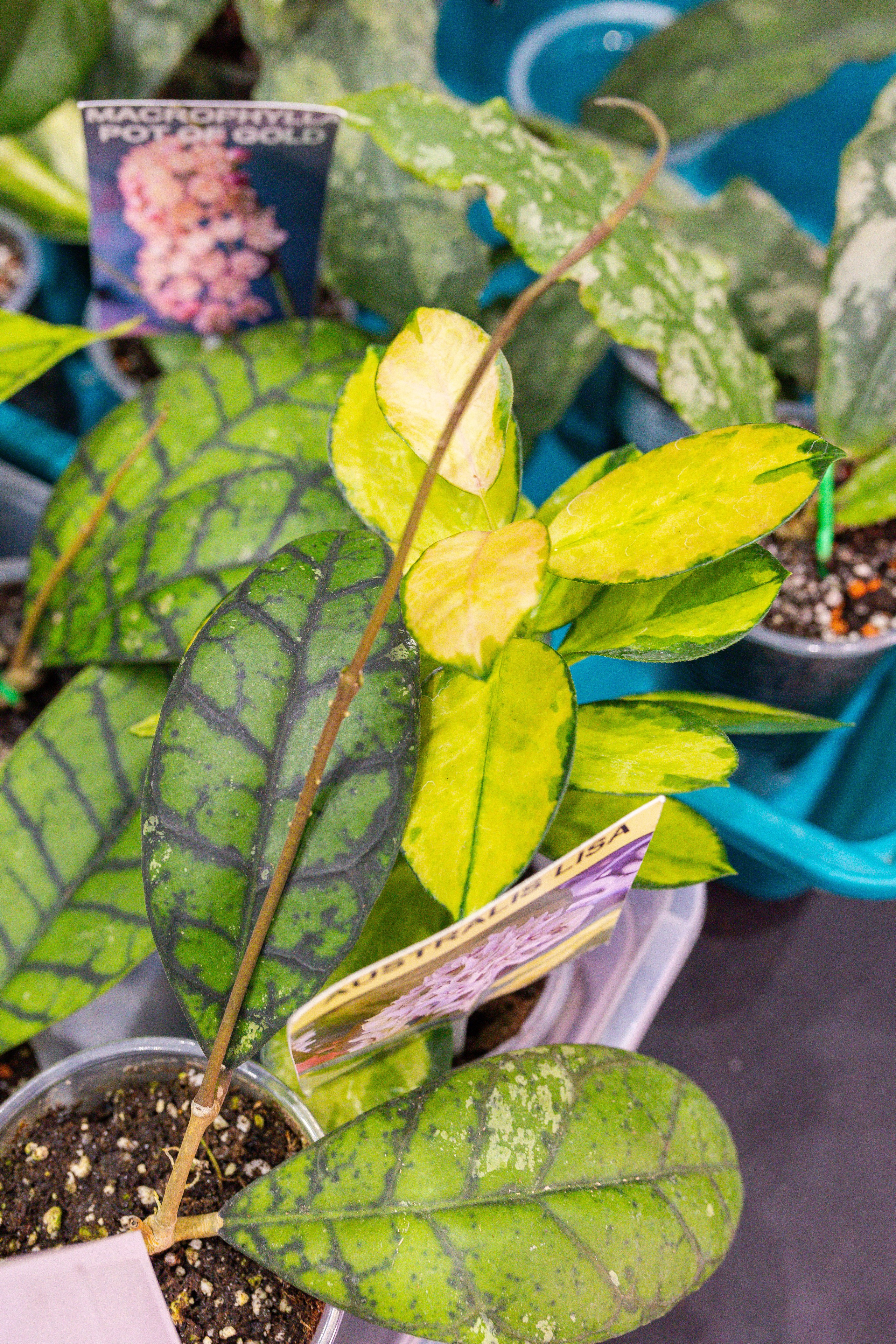 Монстериум 11–12 октября. Александра Куликова фотограф, Москва