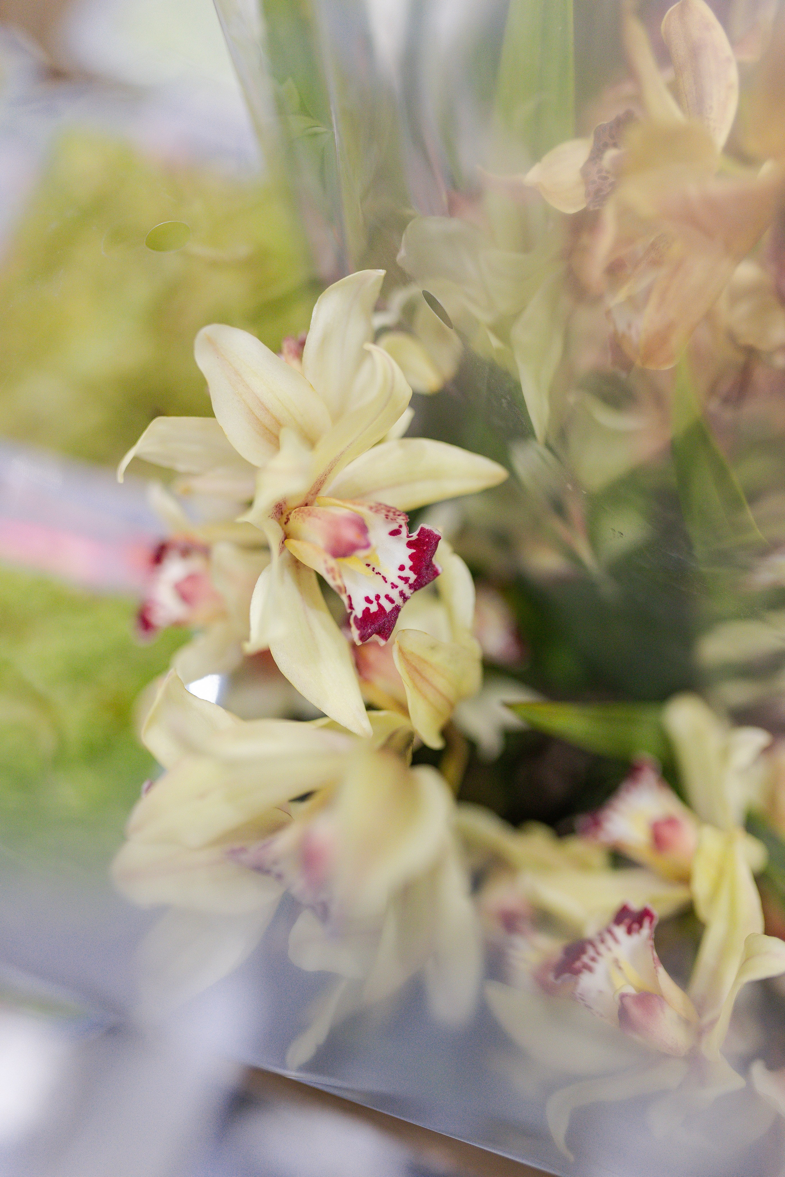 Орхидиум 12.2025. Александра Куликова фотограф, Москва