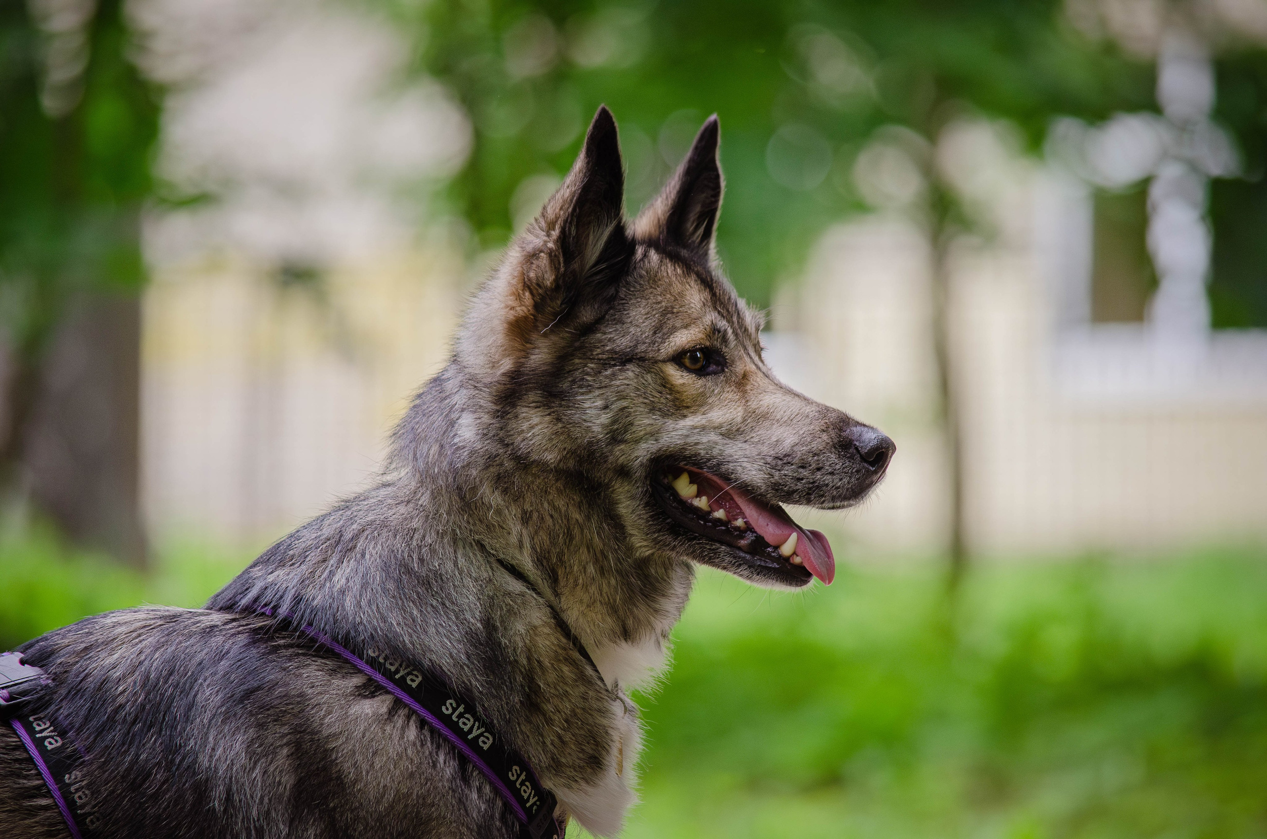Мира и Чиж. Фотограф Светлана Блинова, Москва и Московская область