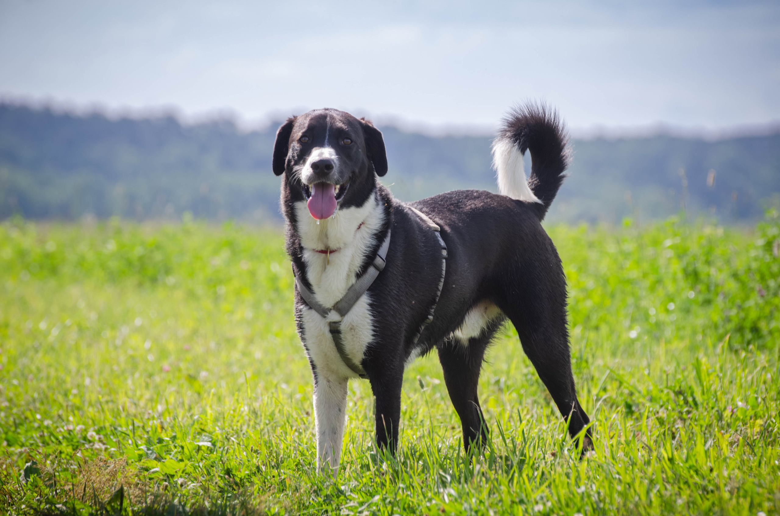 Прогулка (Лохин остров). Фотограф Светлана Блинова, Москва и Московская область