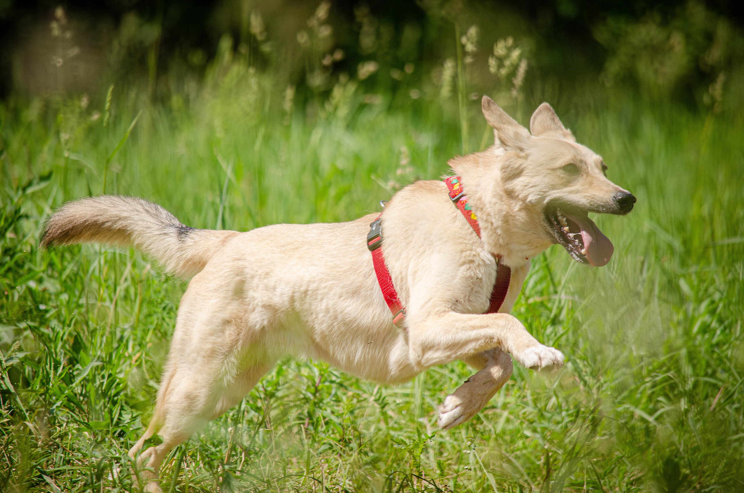 Мира и Барон. Фотограф Светлана Блинова, Москва и Московская область
