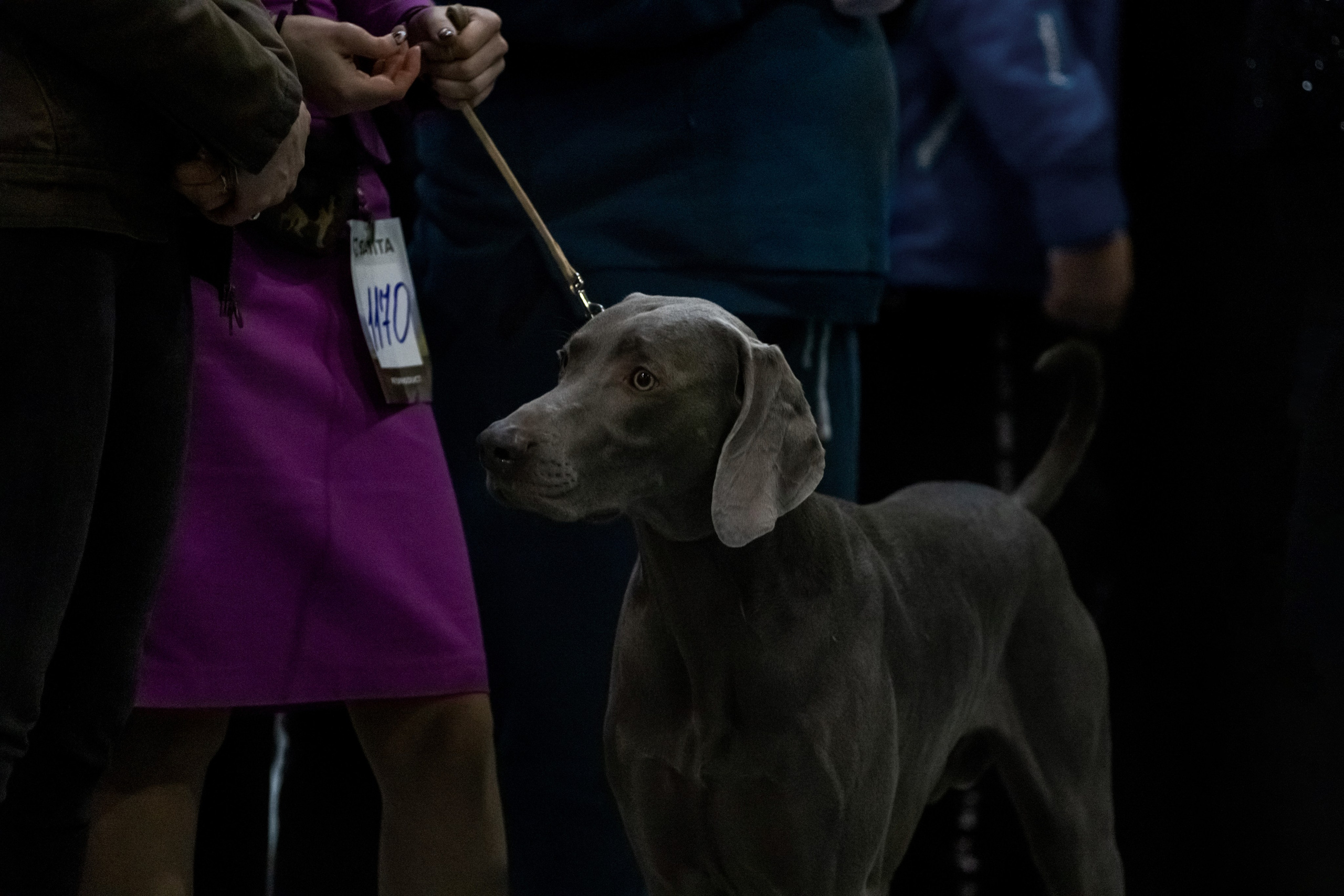 Выставки. Фотограф — анималист в Москве и области Ольга Петракова