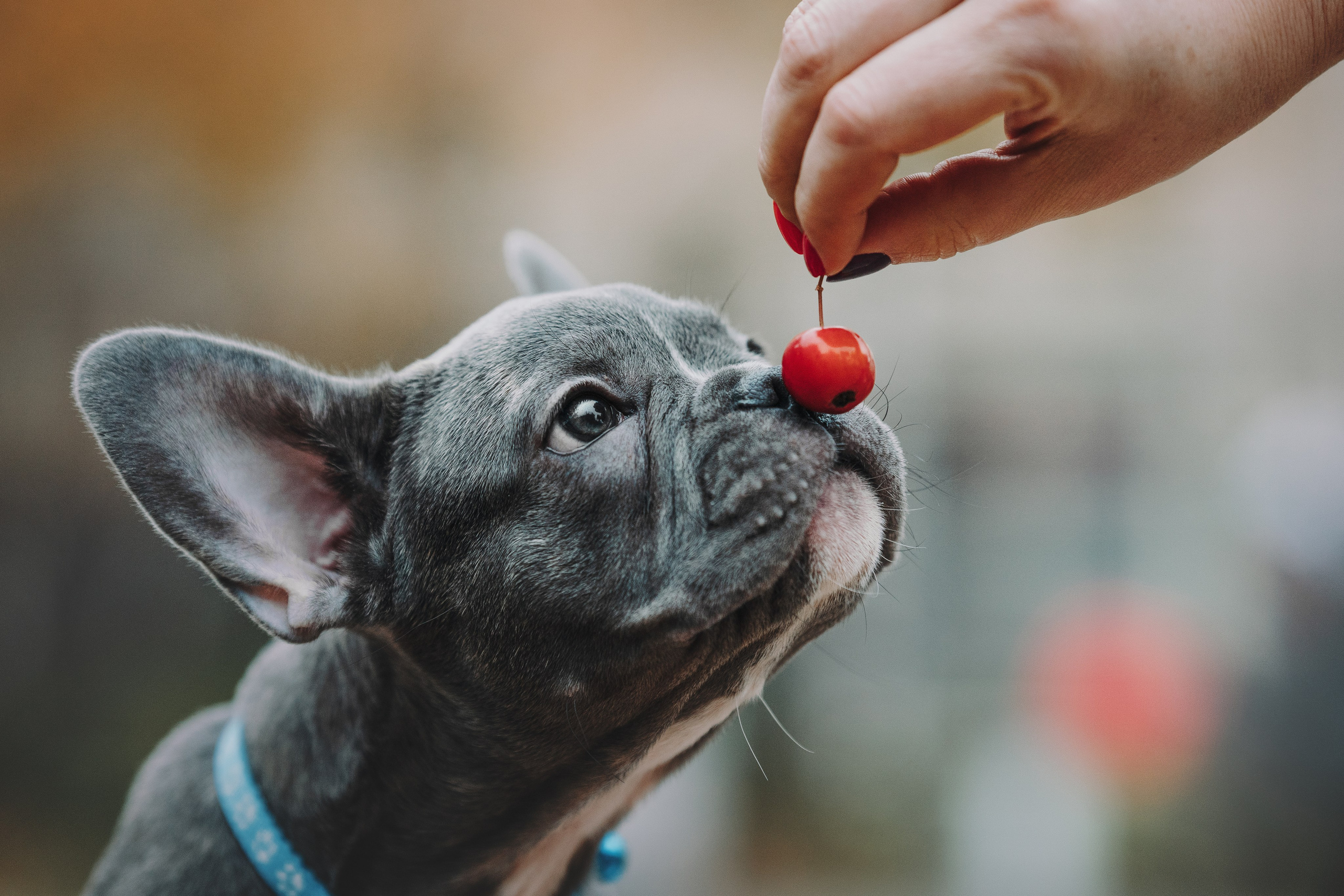 Французские бульдоги. Фотограф анималист Осипчикова Мария
