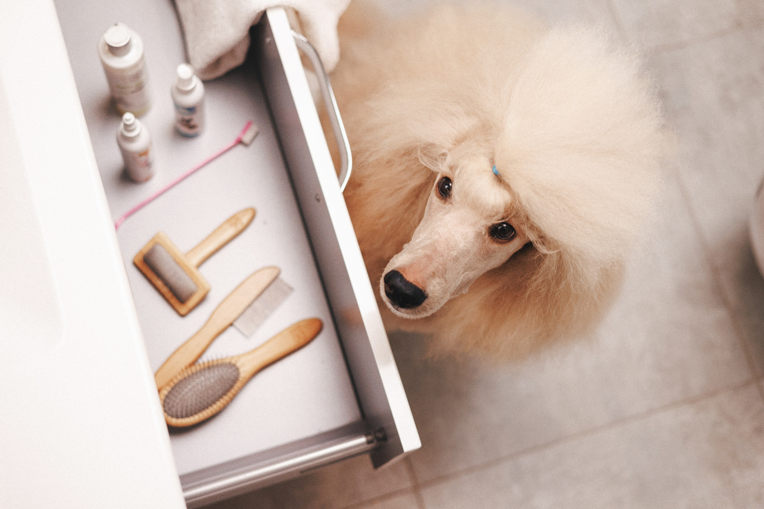 M-Pets. Фотограф анималист Осипчикова Мария