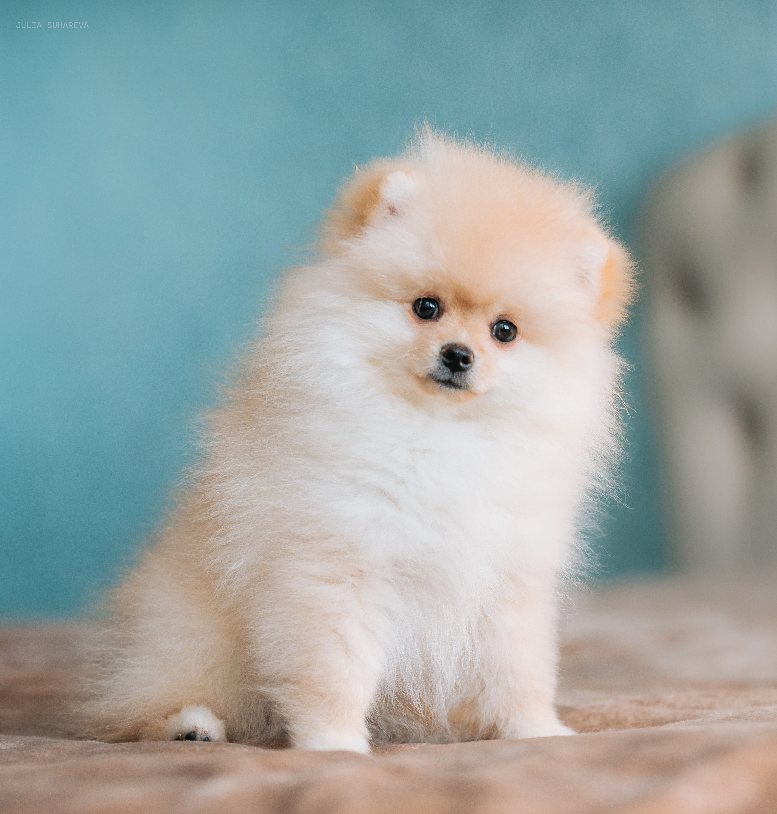 Шпицы дома. Главная