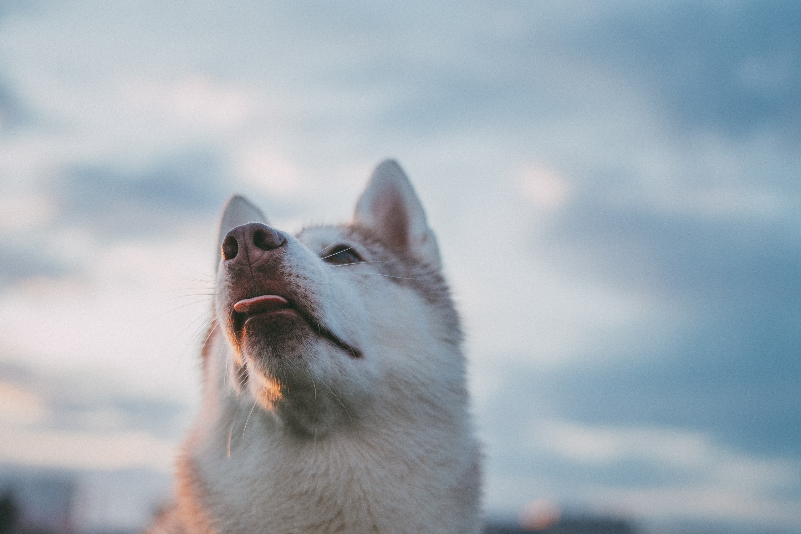 Мария и Джесси. Фотограф анималист в Москве и Санкт-Петербурге Свиридова Анна